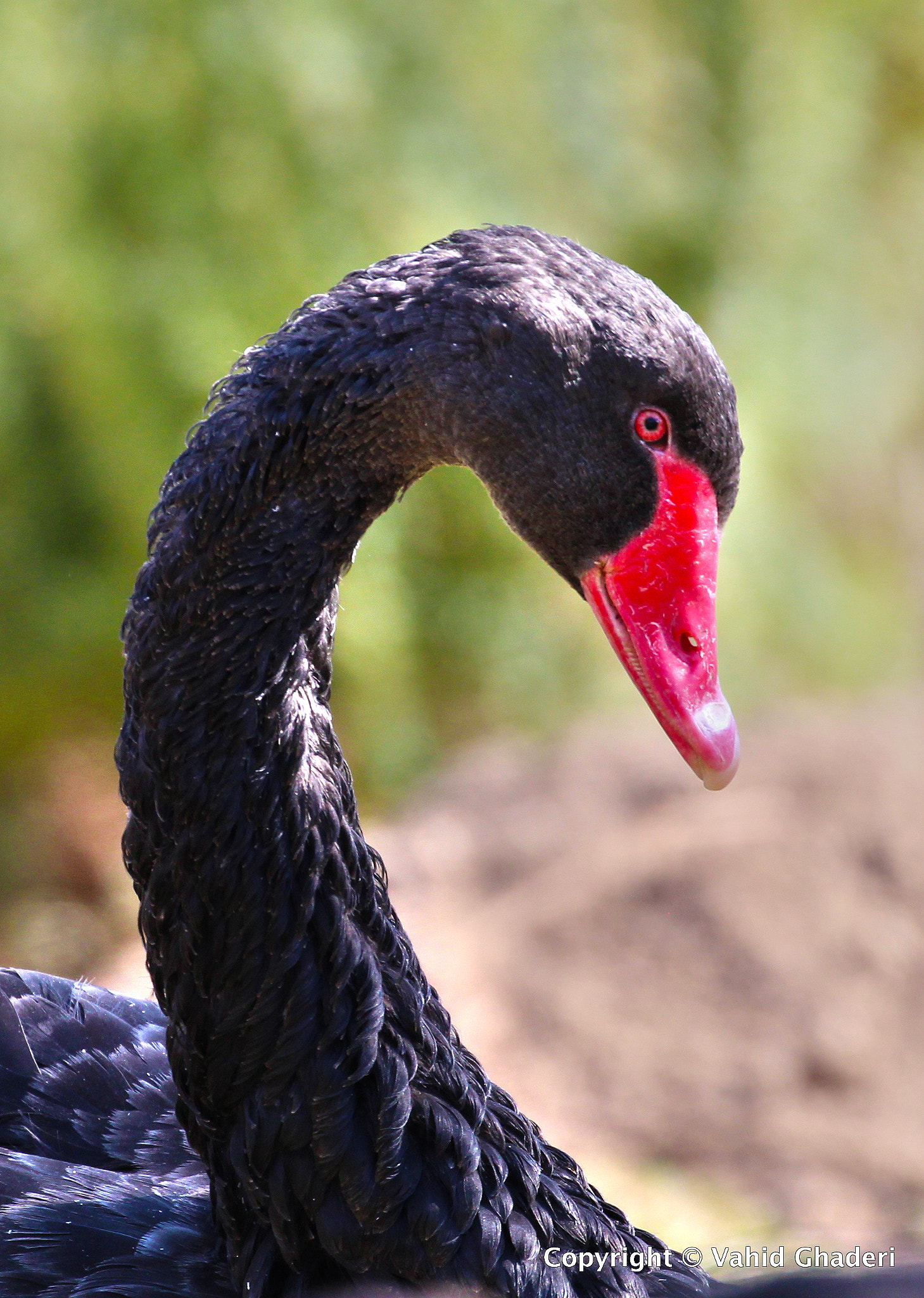 Canon EF 100-400mm F4.5-5.6L IS II USM sample photo. Swan photography