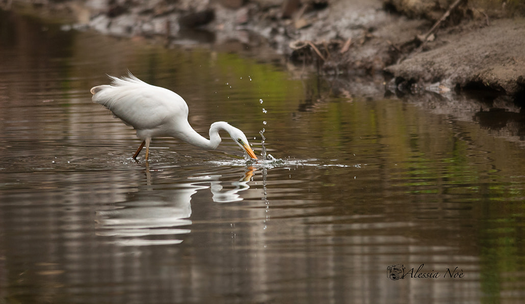 Nikon D300 + Nikon AF-S Nikkor 300mm F4D ED-IF sample photo. Heron hunting photography