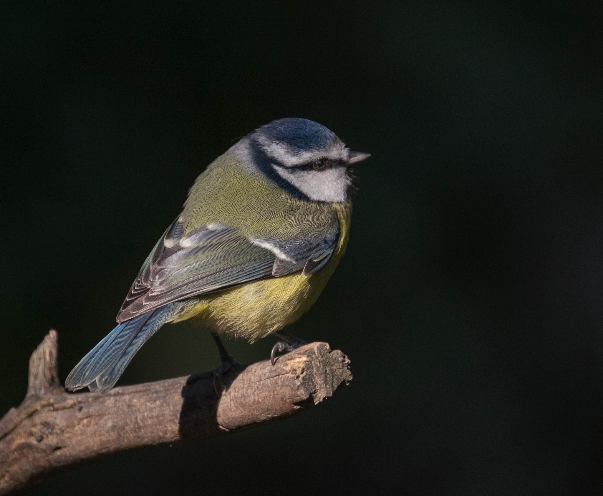 XF100-400mmF4.5-5.6 R LM OIS WR + 1.4x sample photo. Greattit.jpg photography