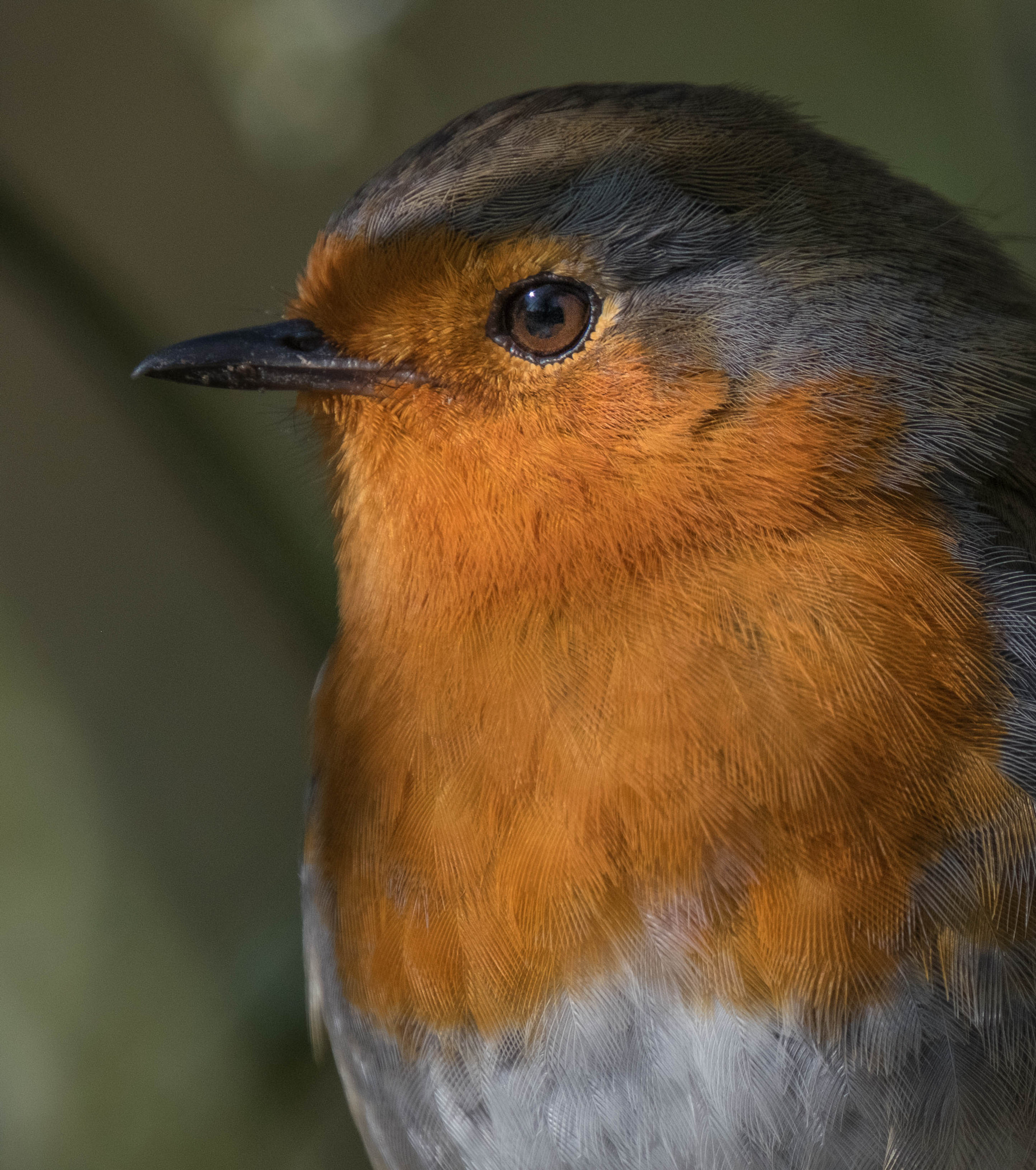 XF100-400mmF4.5-5.6 R LM OIS WR + 1.4x sample photo. Robin.jpg photography