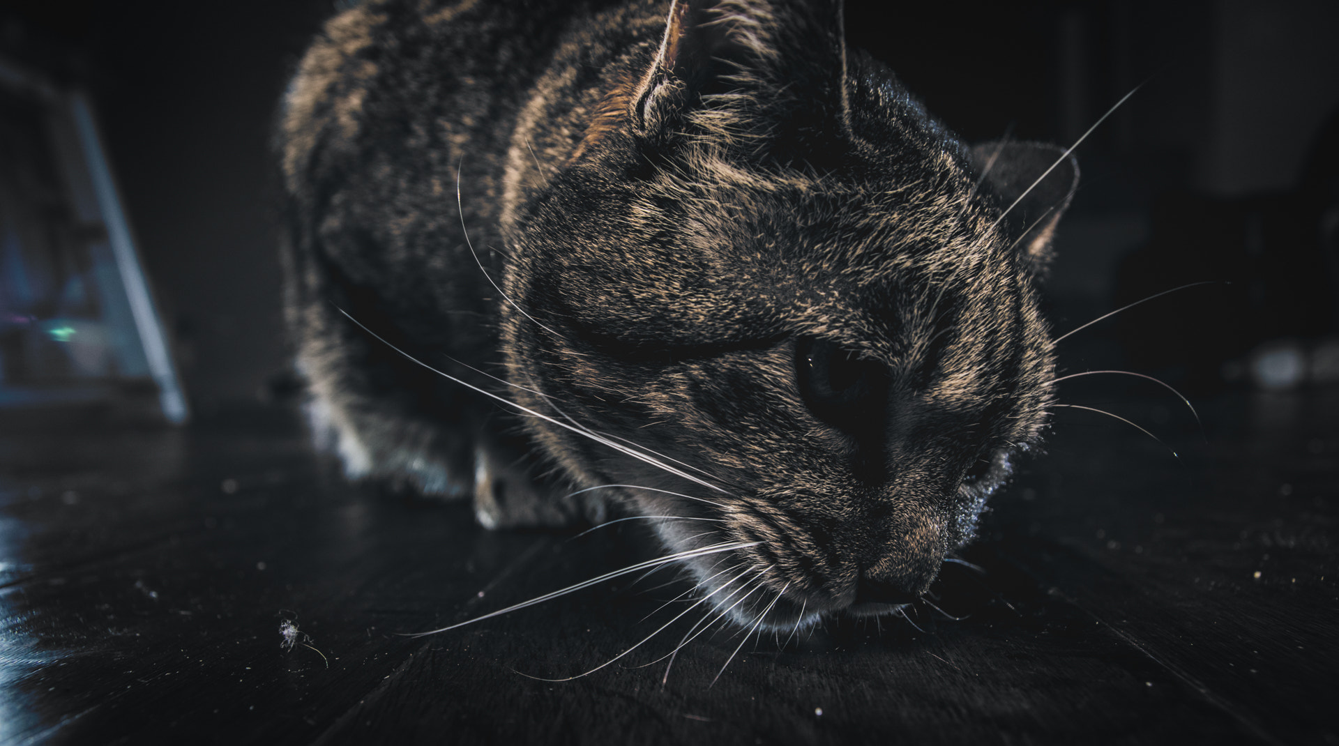 Tamron SP AF 17-50mm F2.8 XR Di II LD Aspherical (IF) sample photo. Mischievous cat photography
