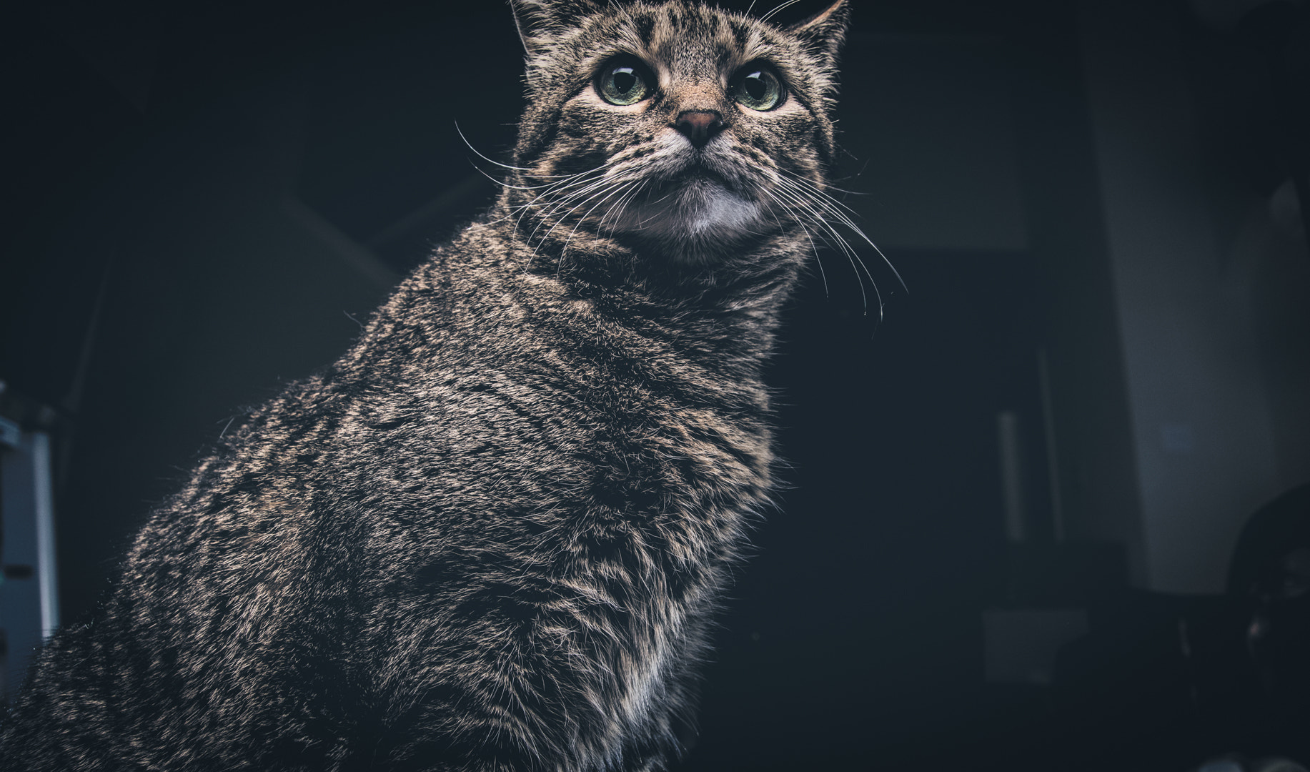 Tamron SP AF 17-50mm F2.8 XR Di II LD Aspherical (IF) sample photo. Mischievous cat photography