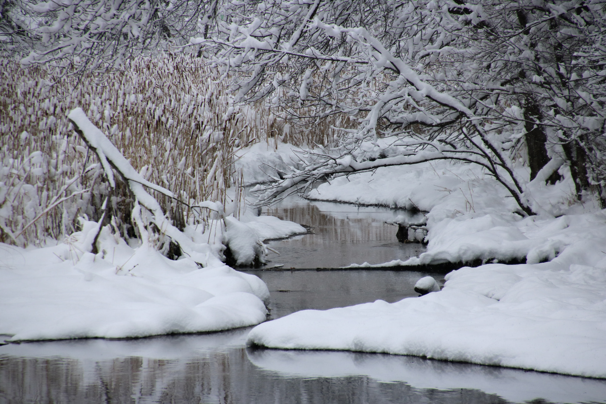 Canon EOS 760D (EOS Rebel T6s / EOS 8000D) sample photo. Creek in snow photography