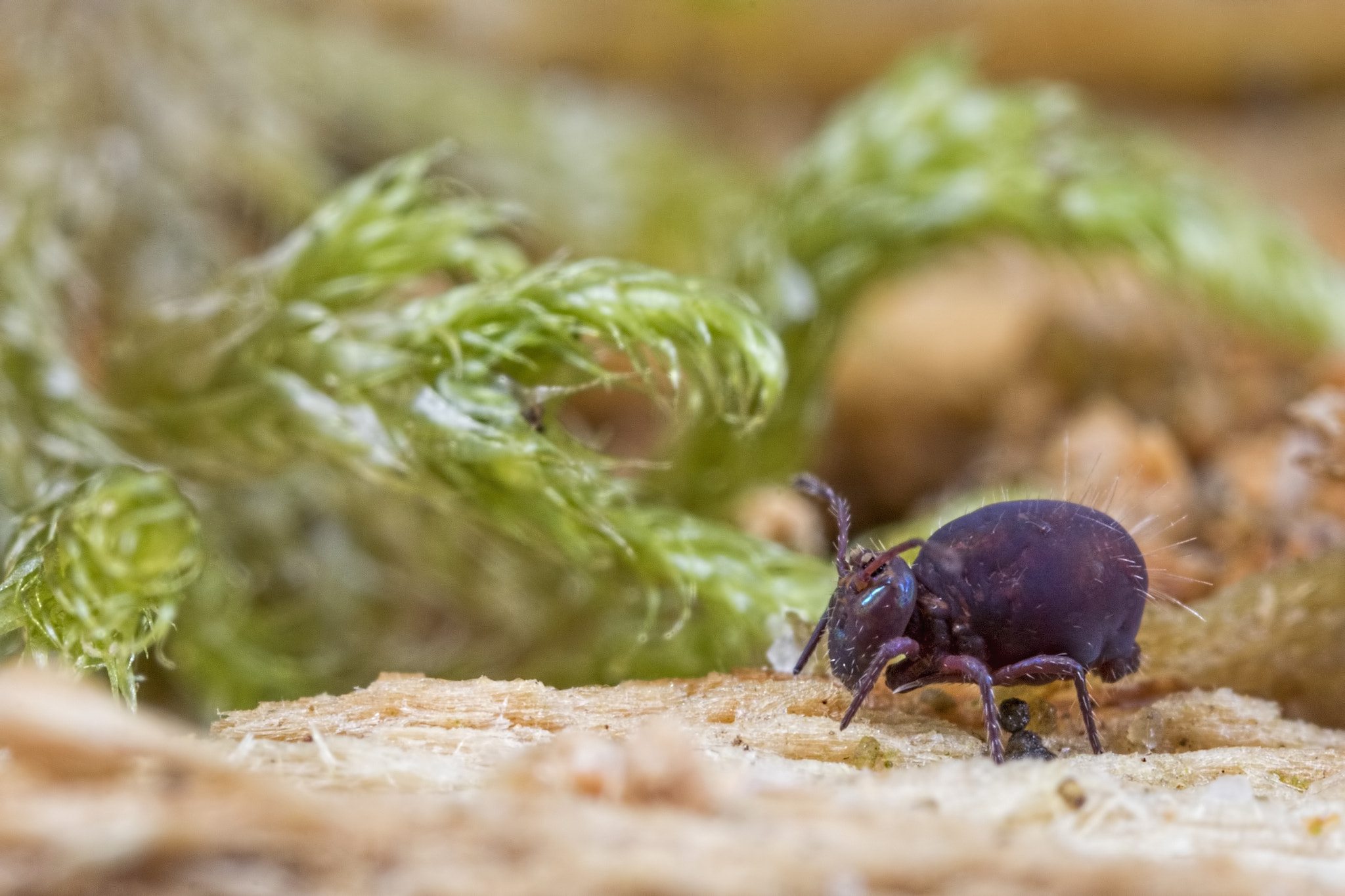 Canon MP-E 65mm F2.5 1-5x Macro Photo sample photo. Darth springtail photography