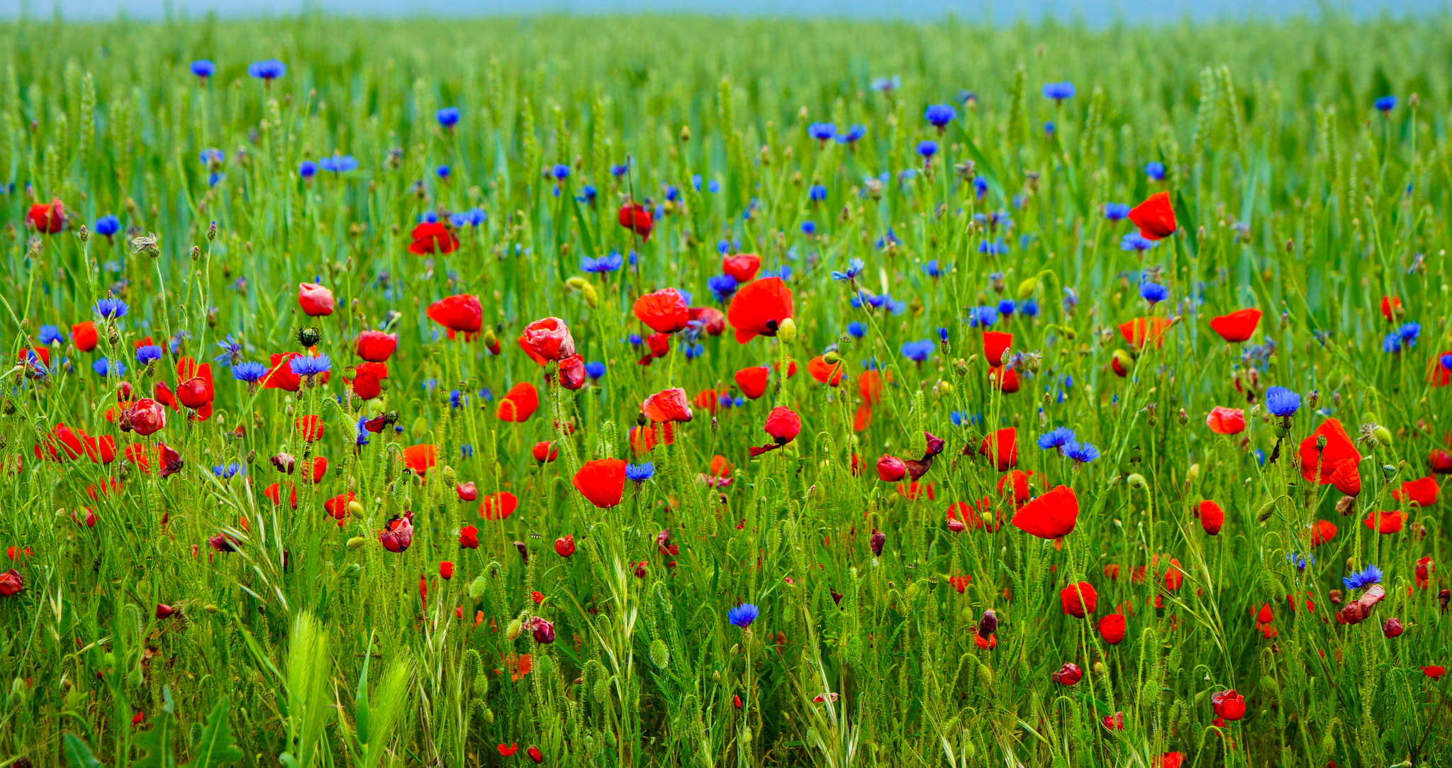 Sony Alpha NEX-7 + 24-70mm F4 ZA OSS sample photo. Red, blue, green photography