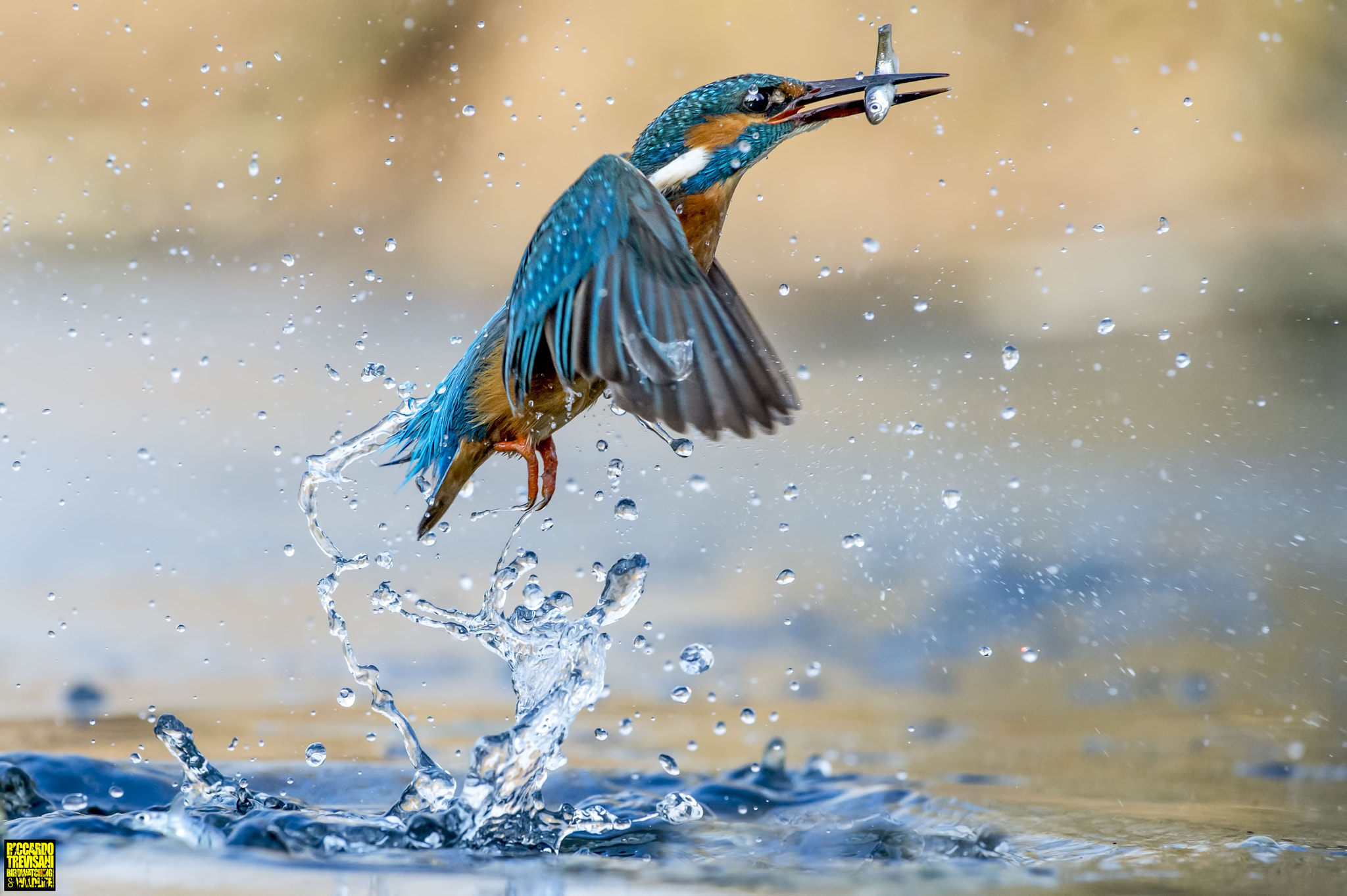 Nikon AF-S Nikkor 70-200mm F4G ED VR sample photo. Kingfisher photography