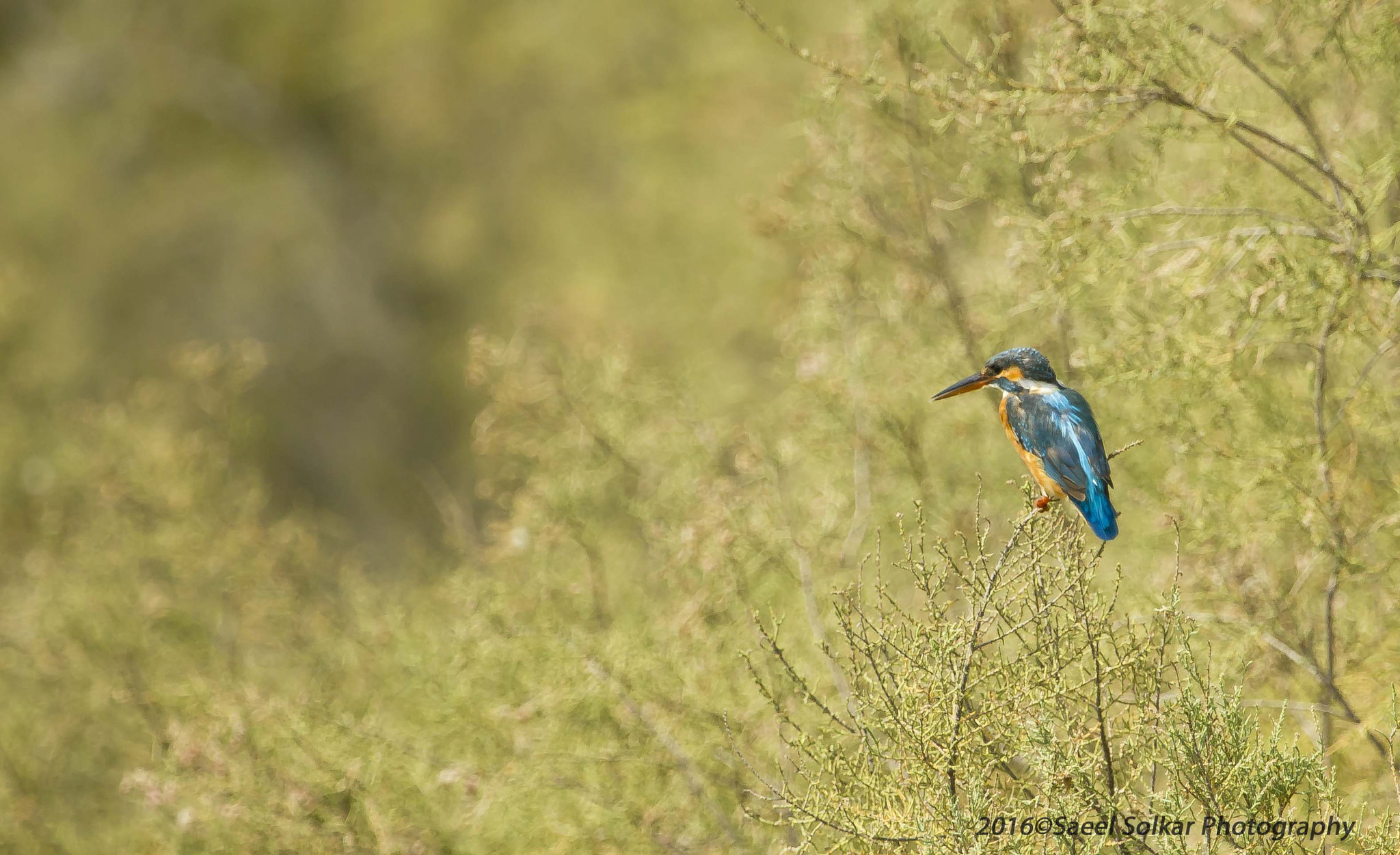Canon EF 100-400mm F4.5-5.6L IS USM sample photo. Kingfisher photography