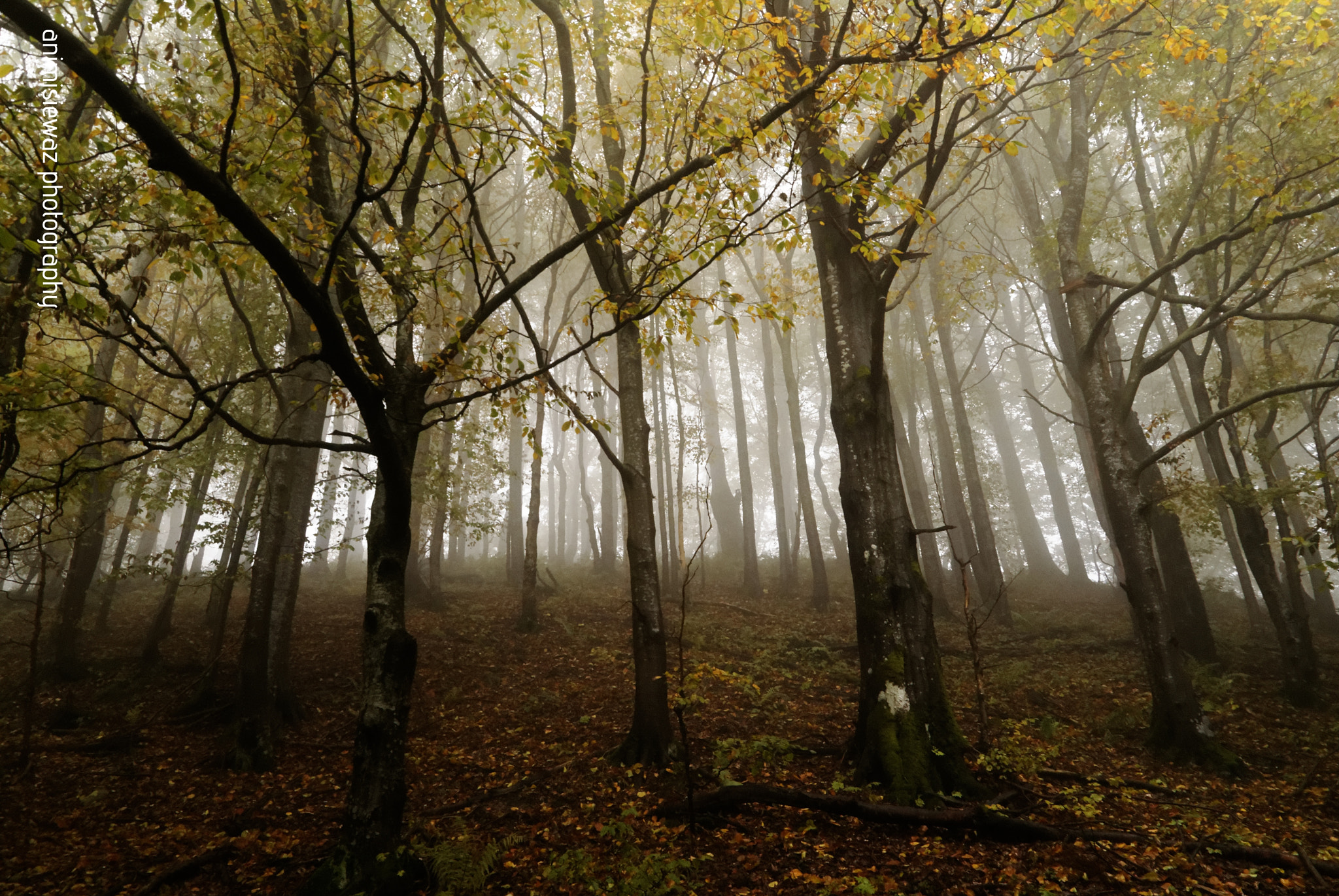 Sony Alpha DSLR-A300 + Sigma 18-200mm F3.5-6.3 DC sample photo. In a forest photography