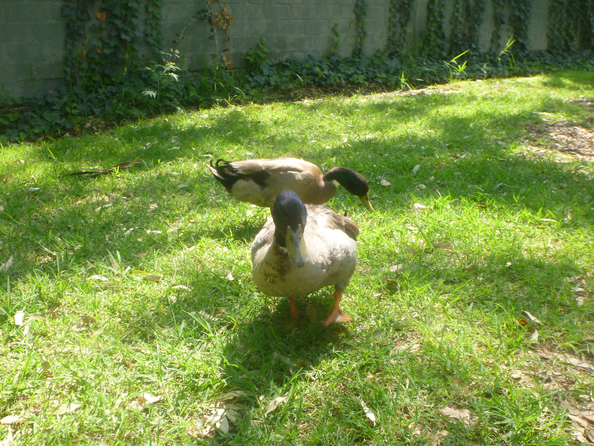 Panasonic DMC-TS3 sample photo. Naturaleza photography