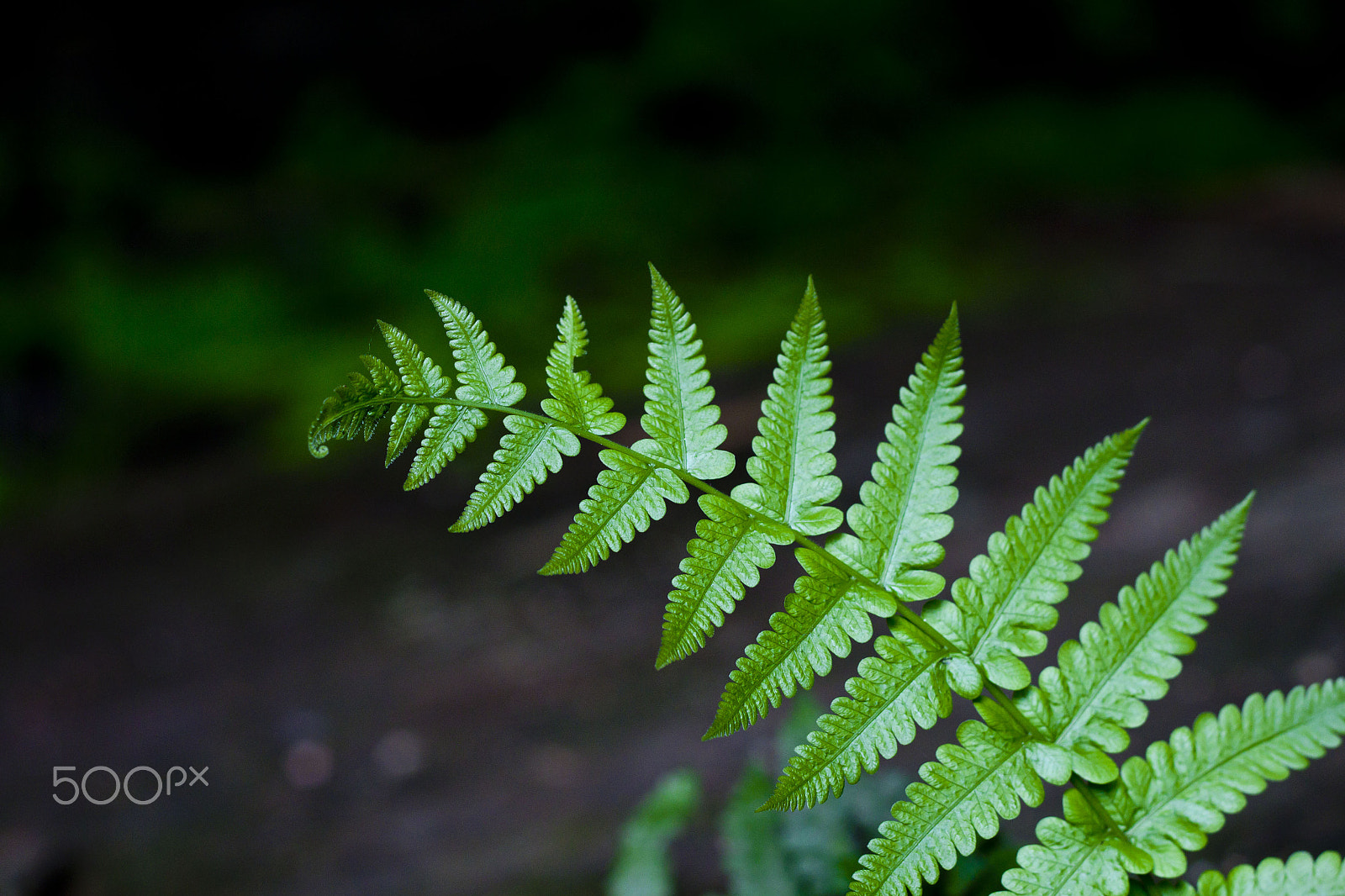Canon EOS 500D (EOS Rebel T1i / EOS Kiss X3) + Canon EF 50mm F1.8 II sample photo. A fern photography