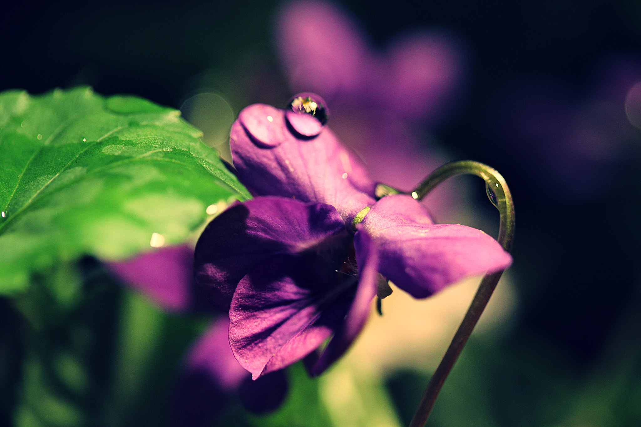 Canon EF-S 60mm F2.8 Macro USM sample photo. The voice of the undergrowth photography