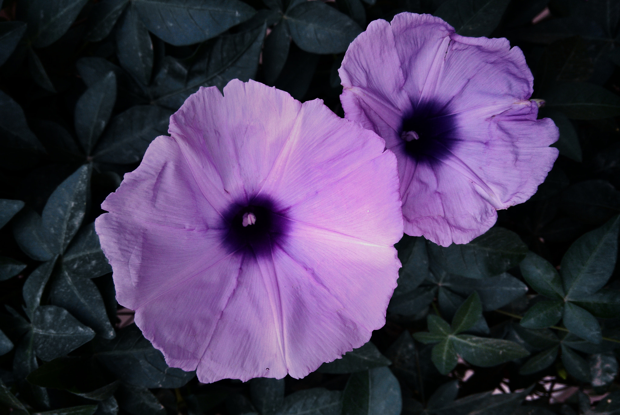 Xiaomi HM NOTE sample photo. #nature photography
