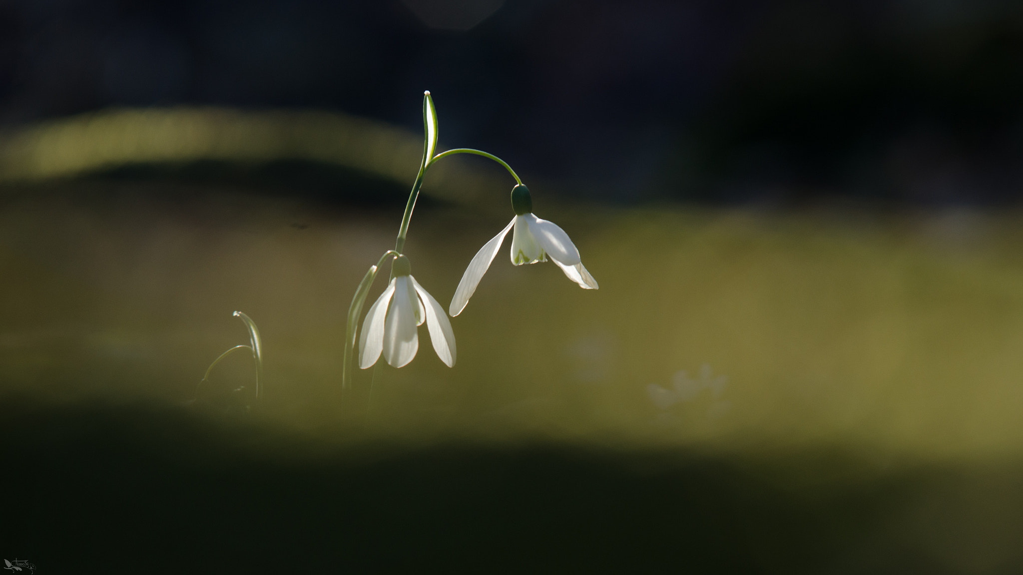 Sigma 70-200mm F2.8 EX DG OS HSM sample photo. *** photography
