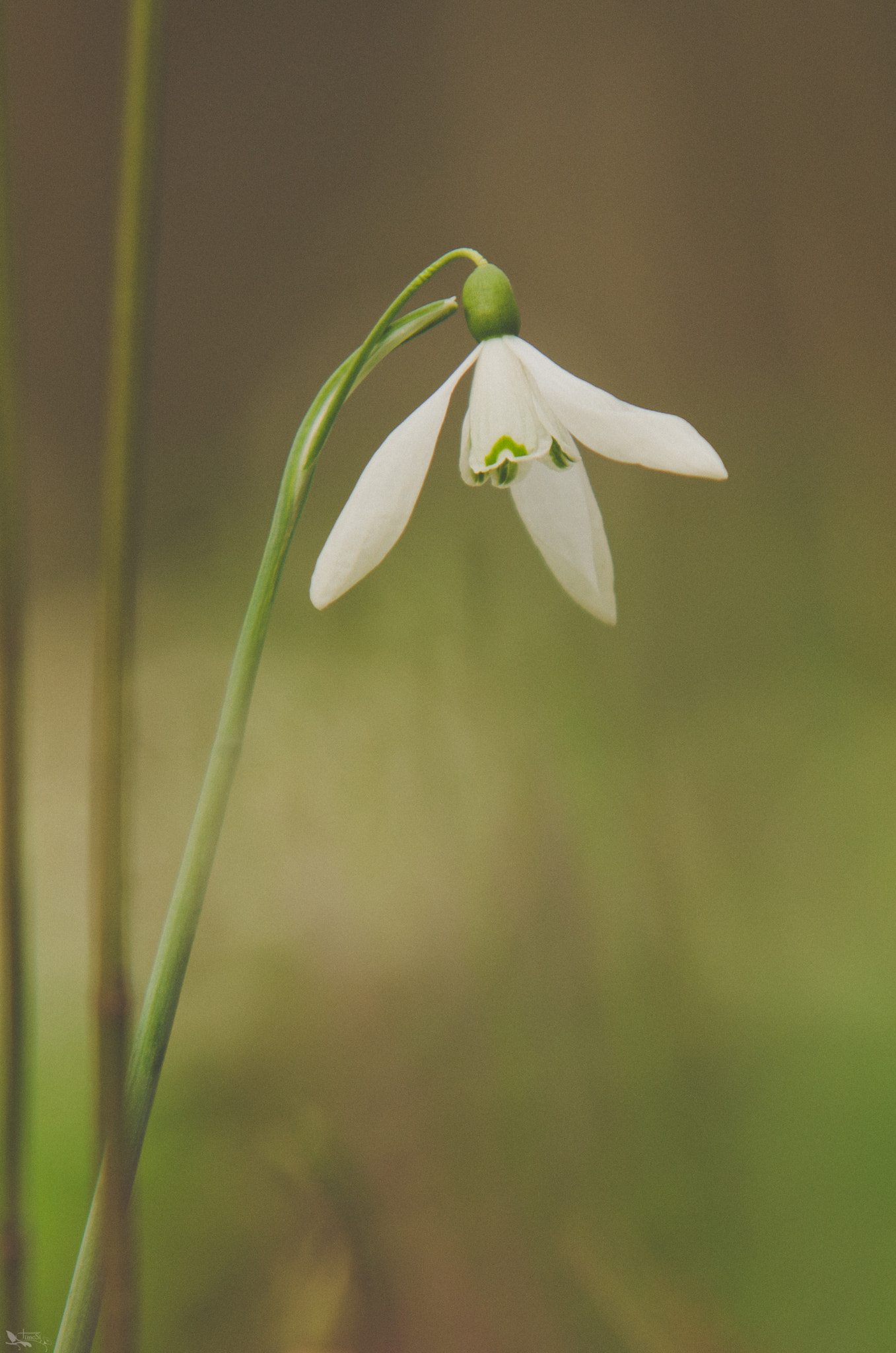 Sigma 70-200mm F2.8 EX DG OS HSM sample photo. Snowdrop photography