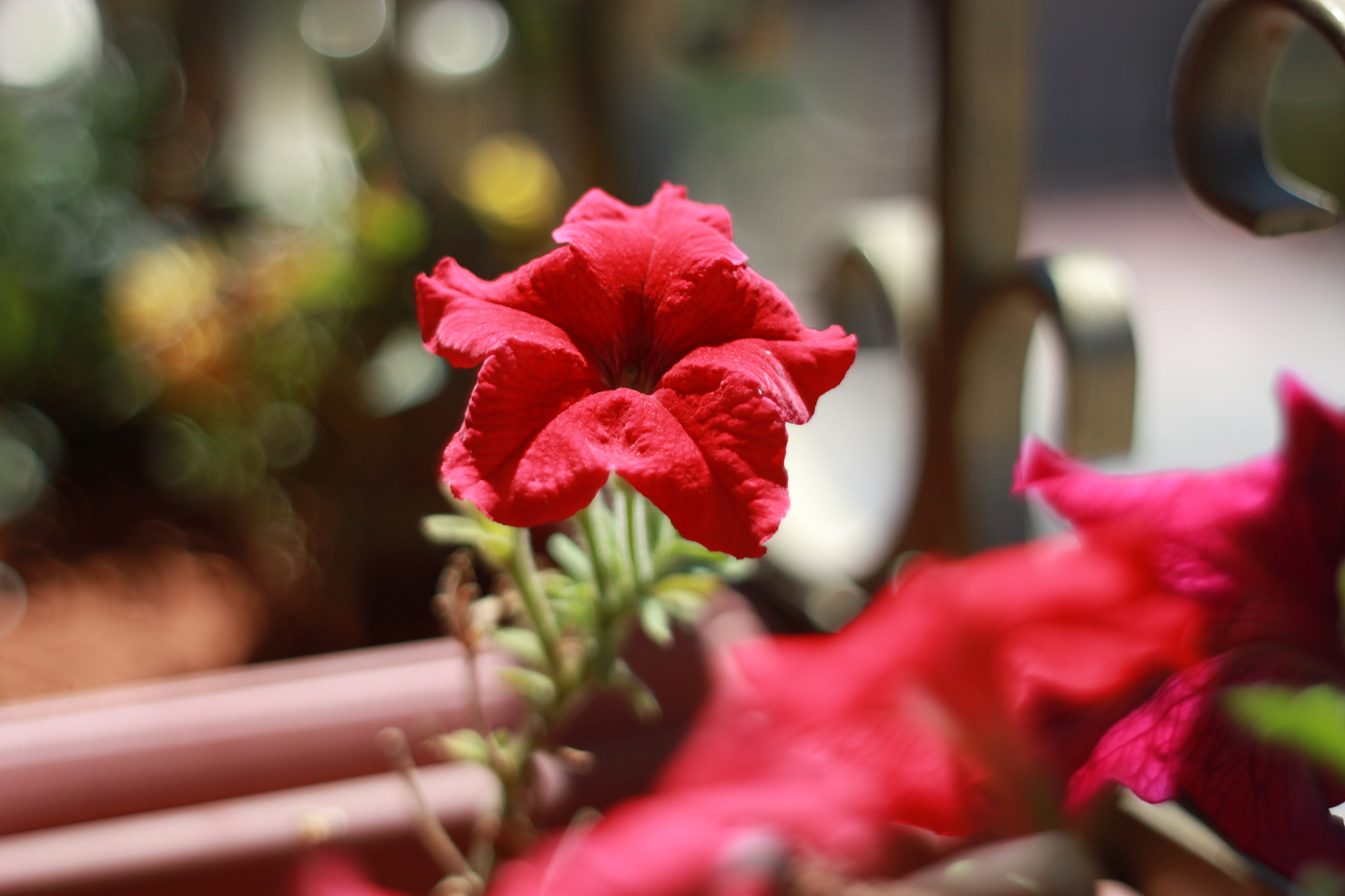 Canon EOS 500D (EOS Rebel T1i / EOS Kiss X3) sample photo. Red photography