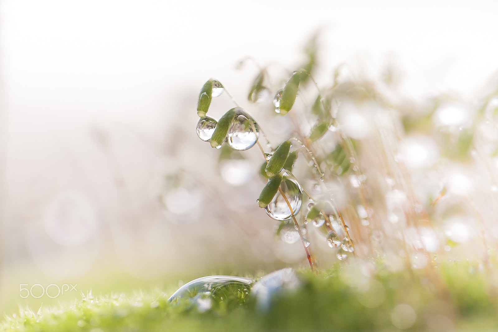 Canon EOS 5D + Canon EF 100mm F2.8L Macro IS USM sample photo. Moss with drops photography