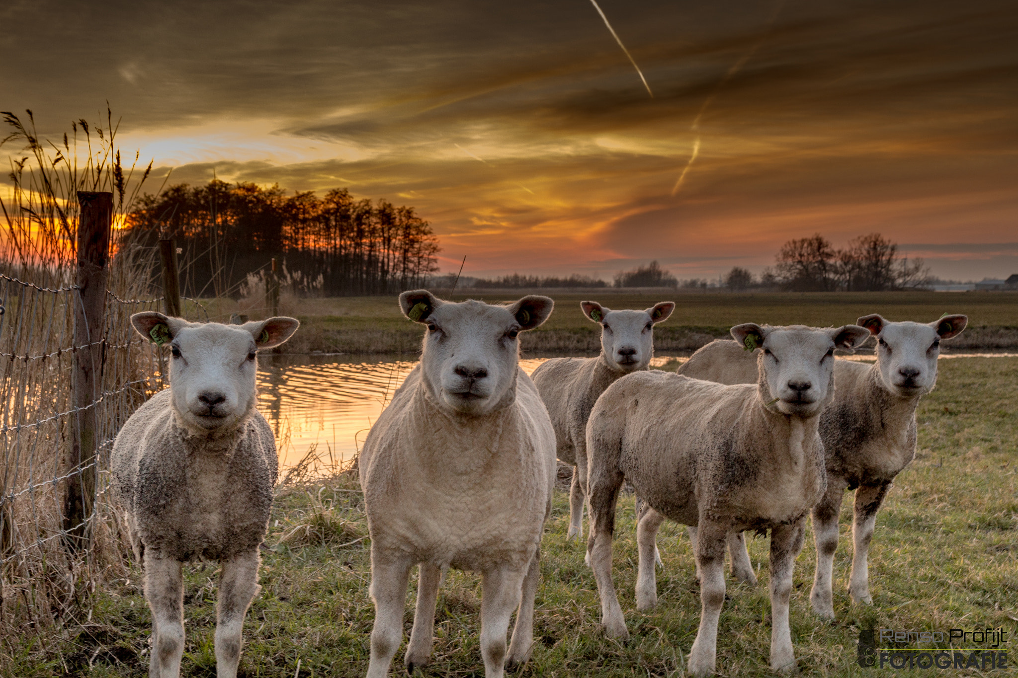 Sigma 17-70mm F2.8-4 DC Macro OS HSM sample photo. Sheep sunset ;-) photography