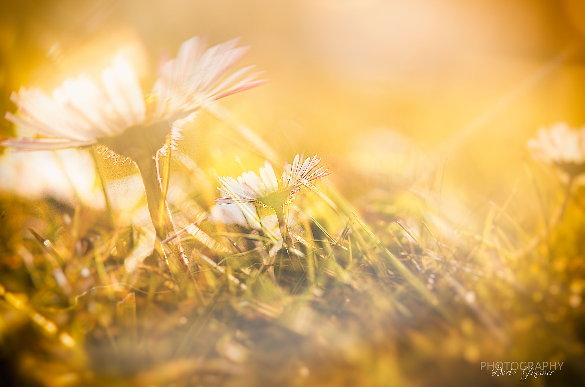 Nikon AF-S Micro-Nikkor 60mm F2.8G ED sample photo. Spring comes photography