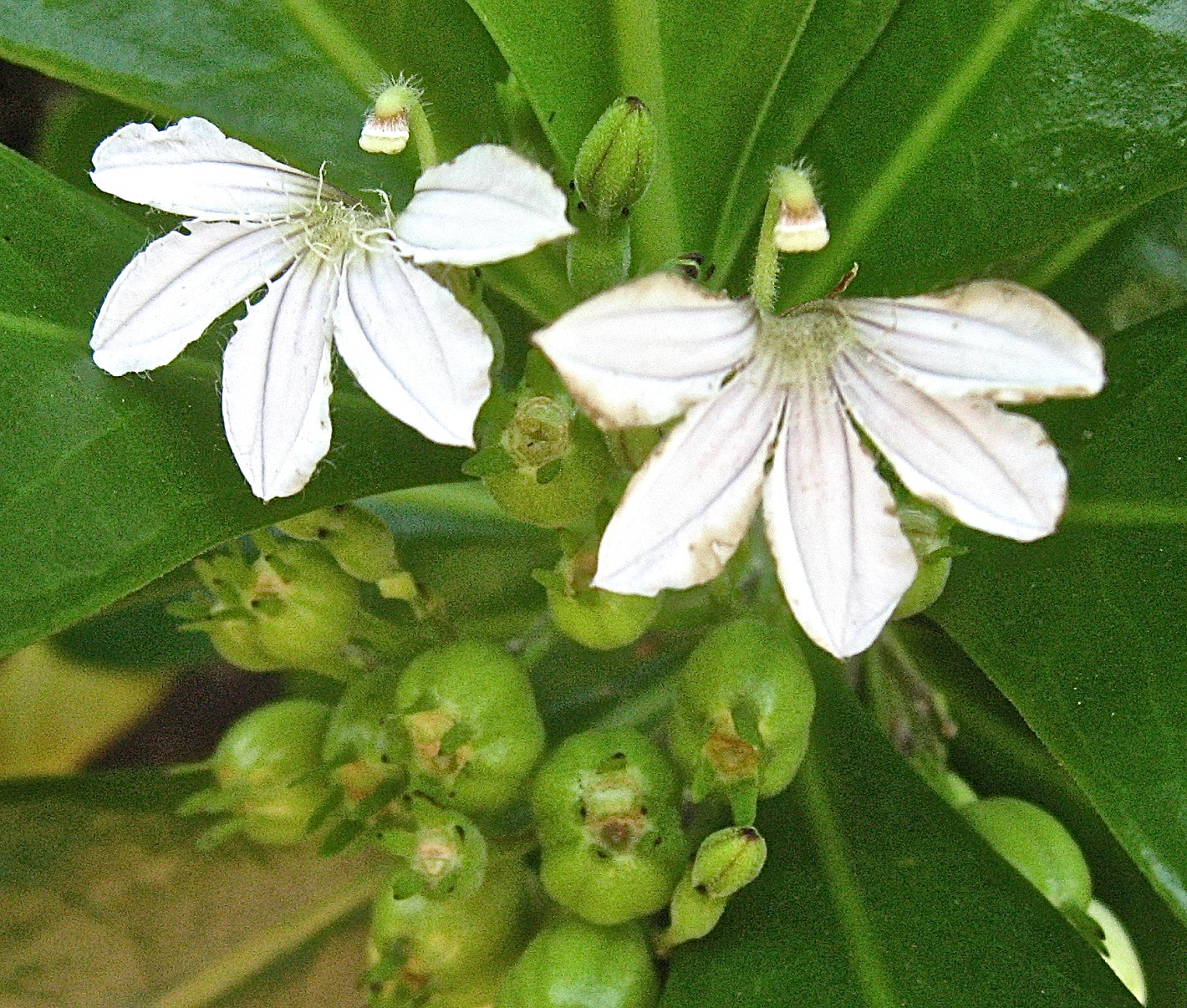 Canon POWERSHOT SD700 IS sample photo. Naupaka beach plant hawaii legend photography