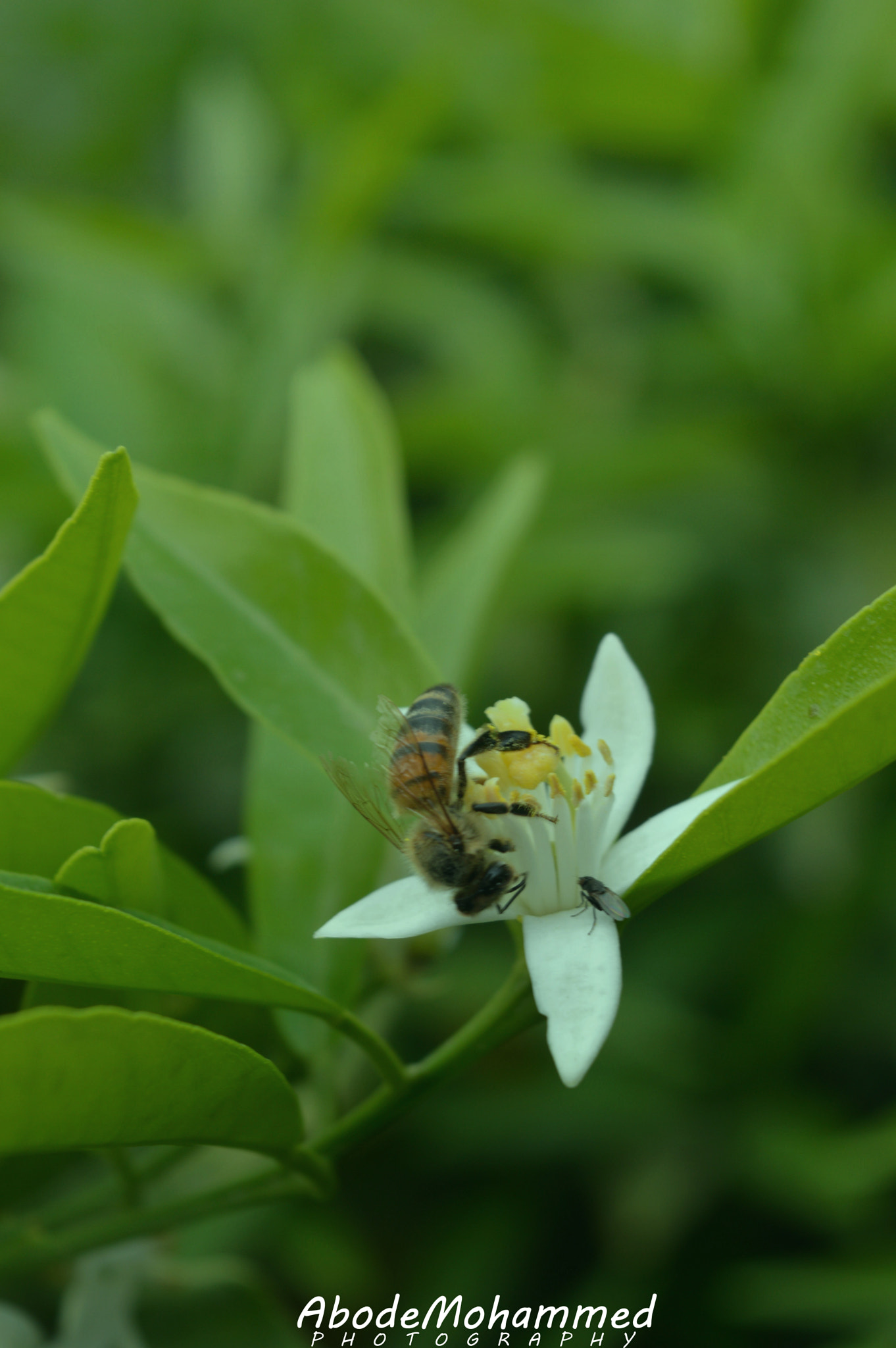 Nikon D3200 + Nikon AF-S Nikkor 28mm F1.8G sample photo. From the spring photography