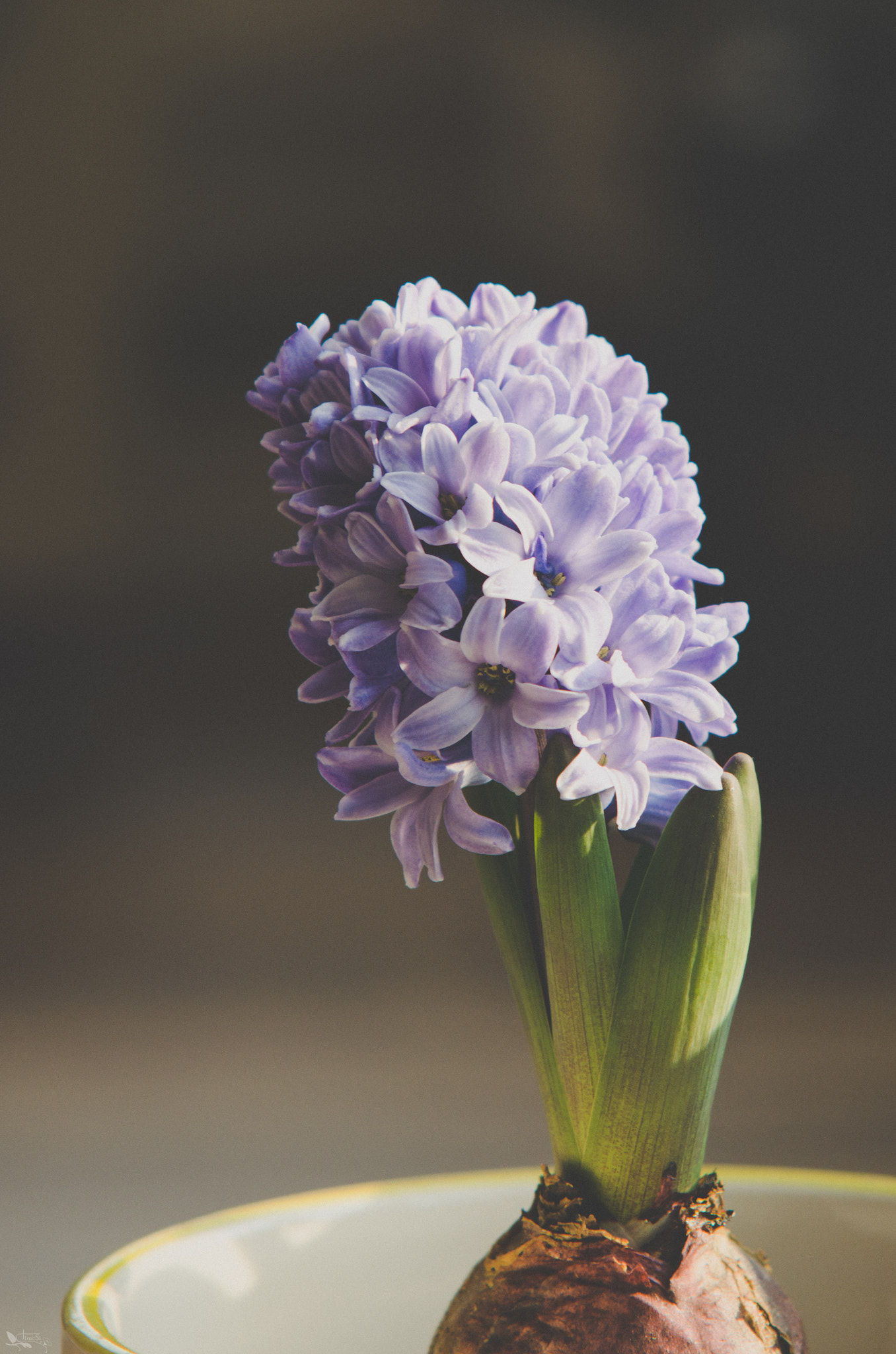 Sigma 70-200mm F2.8 EX DG OS HSM sample photo. Hyacinth photography
