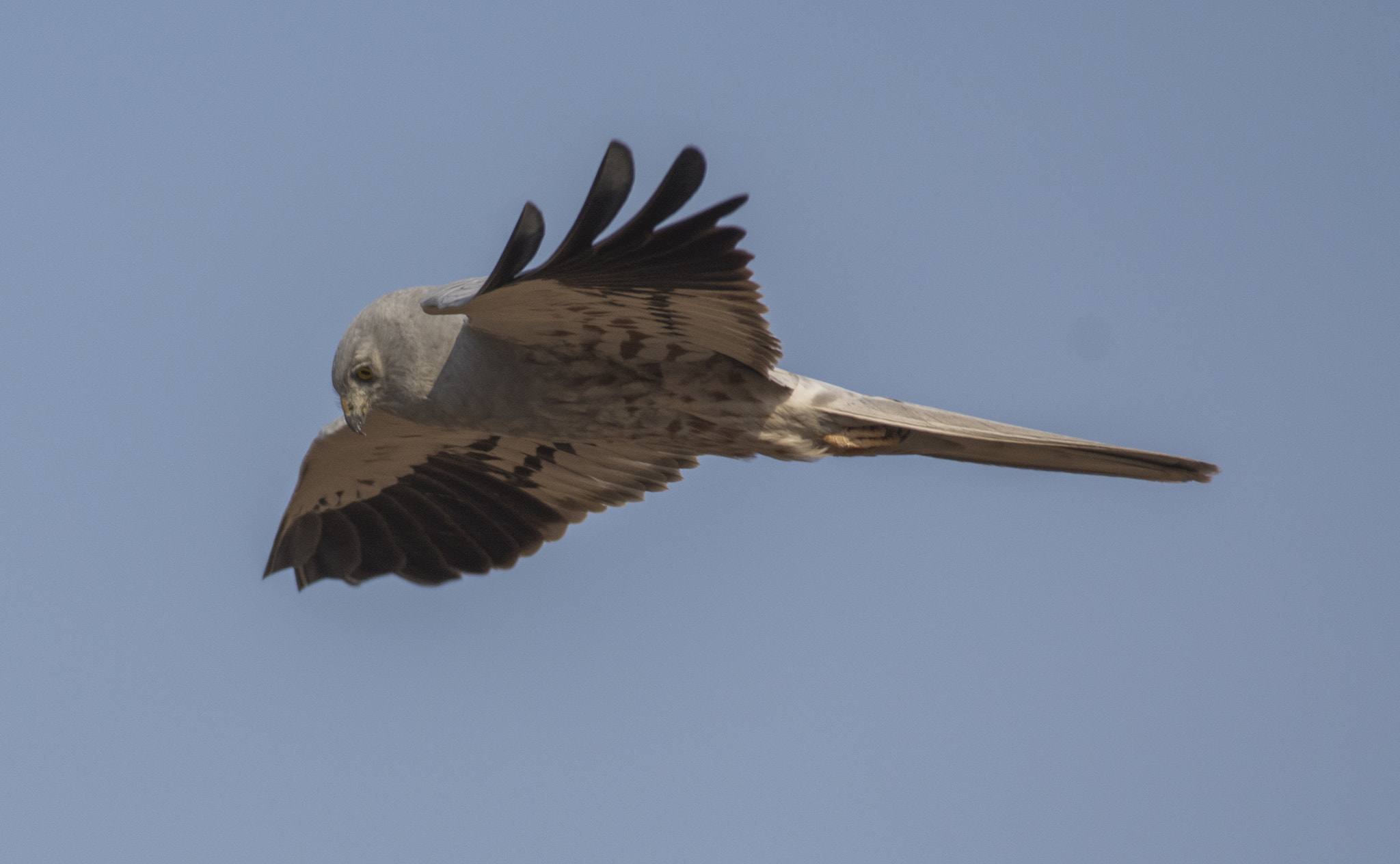 Nikon AF-S Nikkor 200-500mm F5.6E ED VR sample photo. Montagu's harrier photography