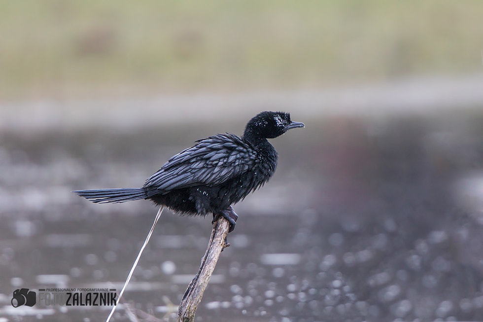 Canon EF 500mm F4L IS II USM sample photo. High preasure photography