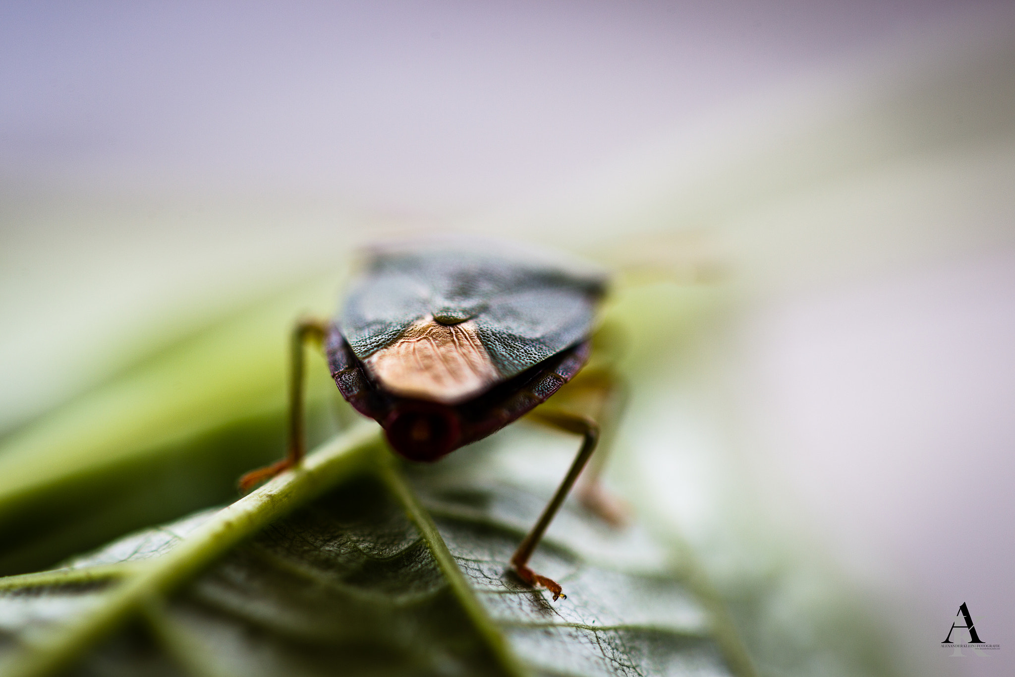 Canon EOS-1D Mark IV sample photo. Blattlaus photography