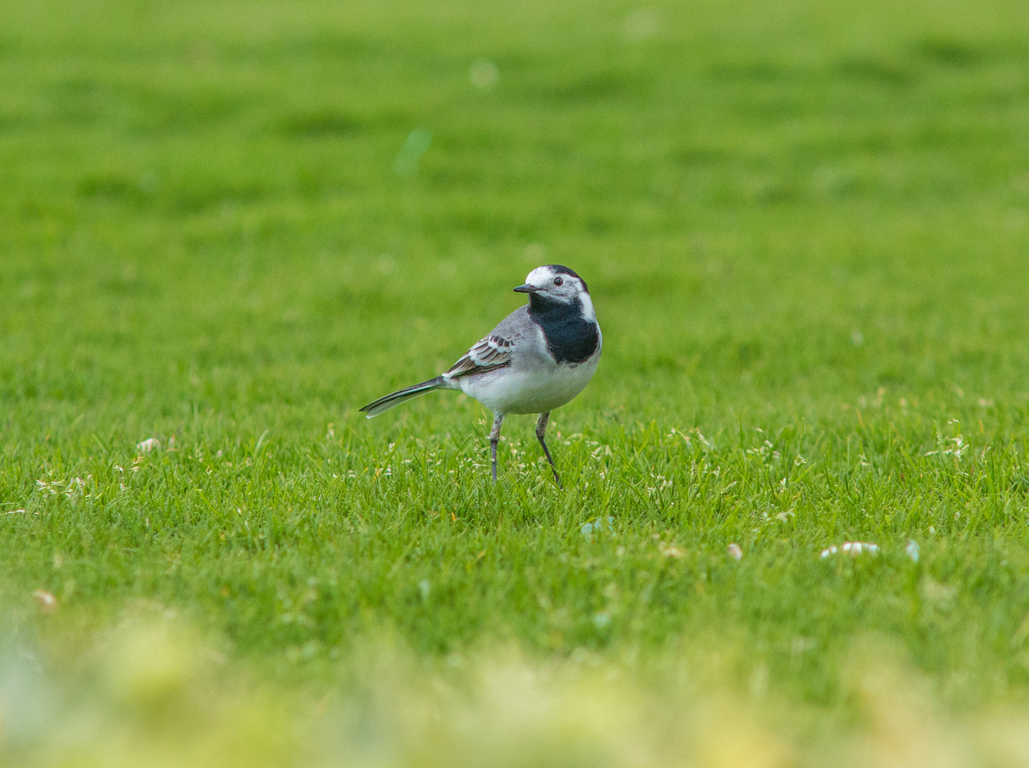 Canon EOS 70D + Sigma APO 50-150mm f/2.8 [II] EX DC HSM sample photo. Brd photography