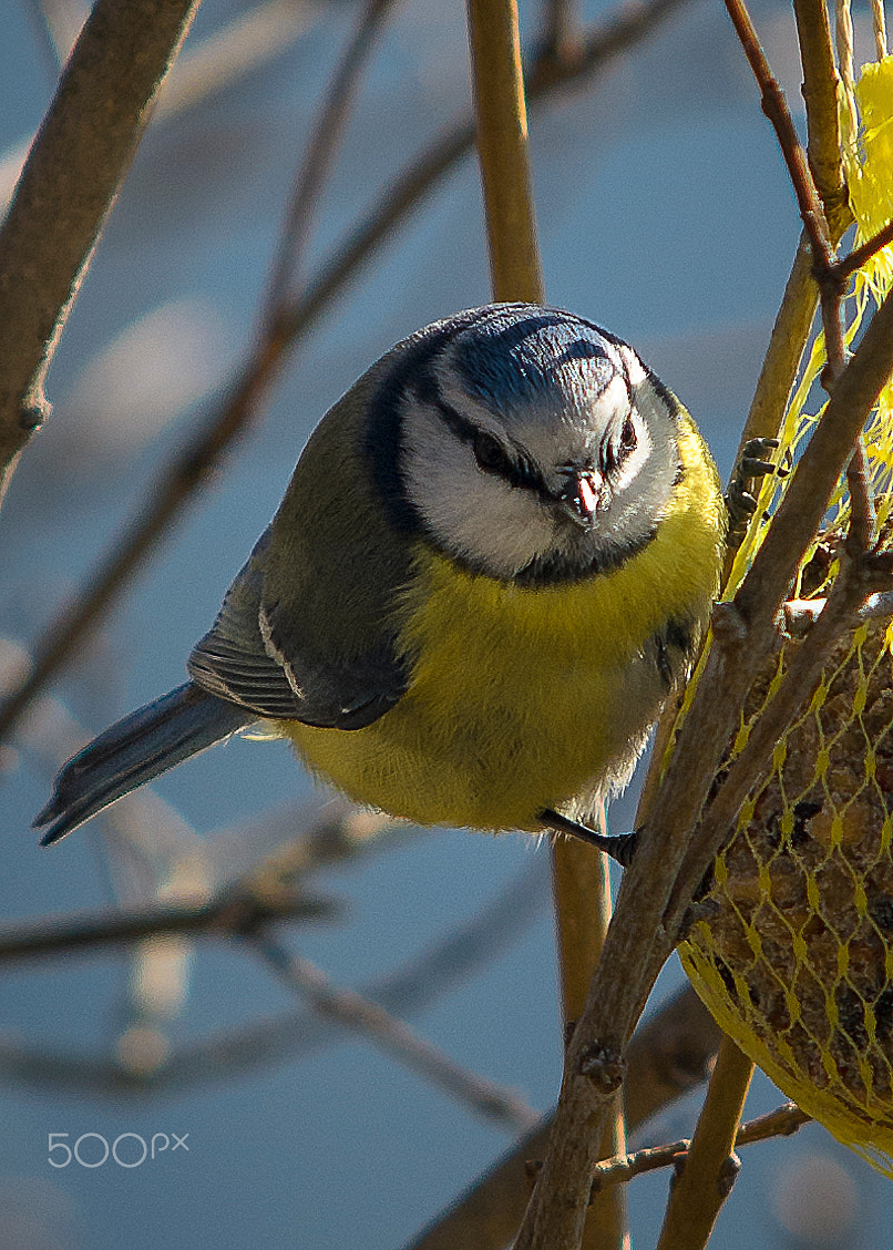 Sigma 70-200mm F2.8 EX DG Macro HSM II sample photo. Bluetit photography