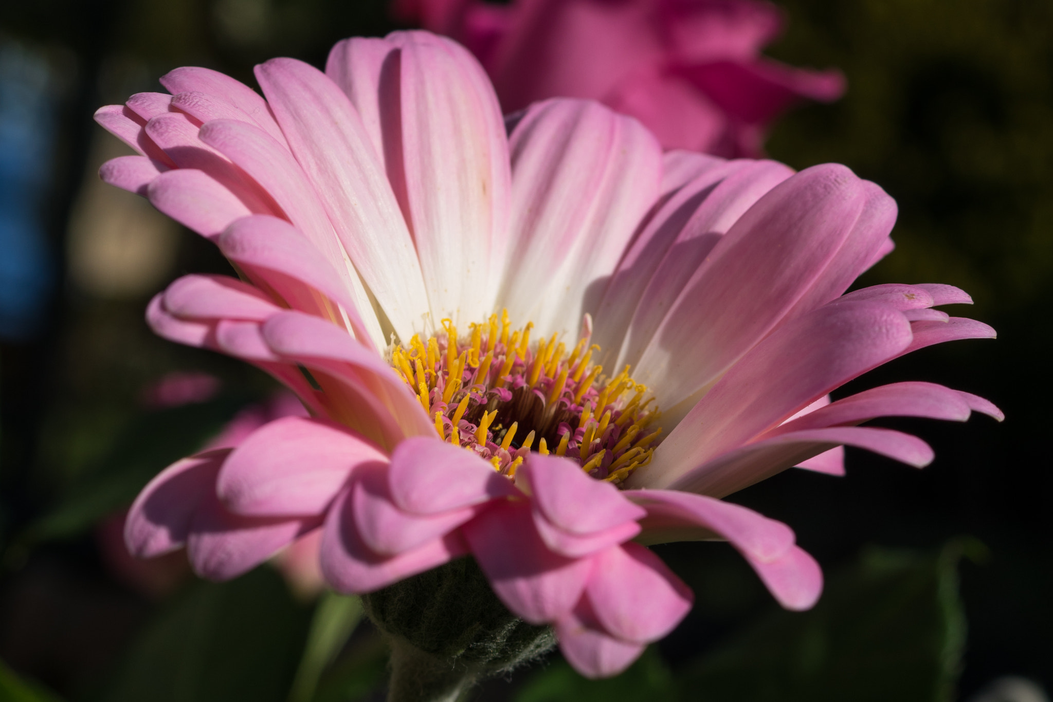 Sony DT 30mm F2.8 Macro SAM sample photo. Gerbera photography