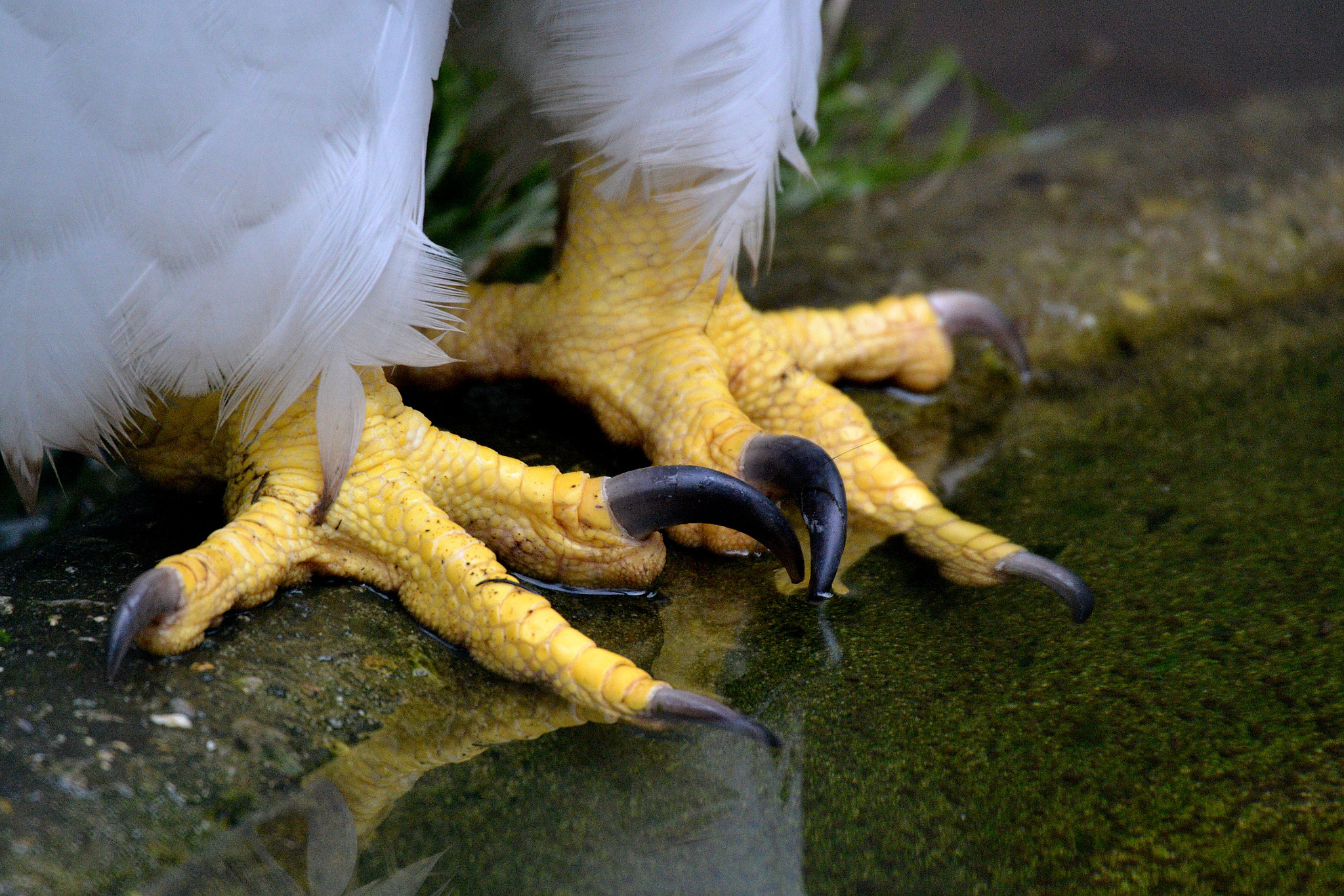 Sigma 50-500mm F4.5-6.3 DG OS HSM sample photo. Seeadler photography