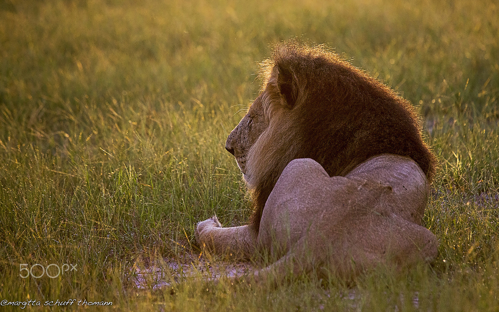 Canon EF 100-400mm F4.5-5.6L IS USM sample photo. Lion at sunset.. photography