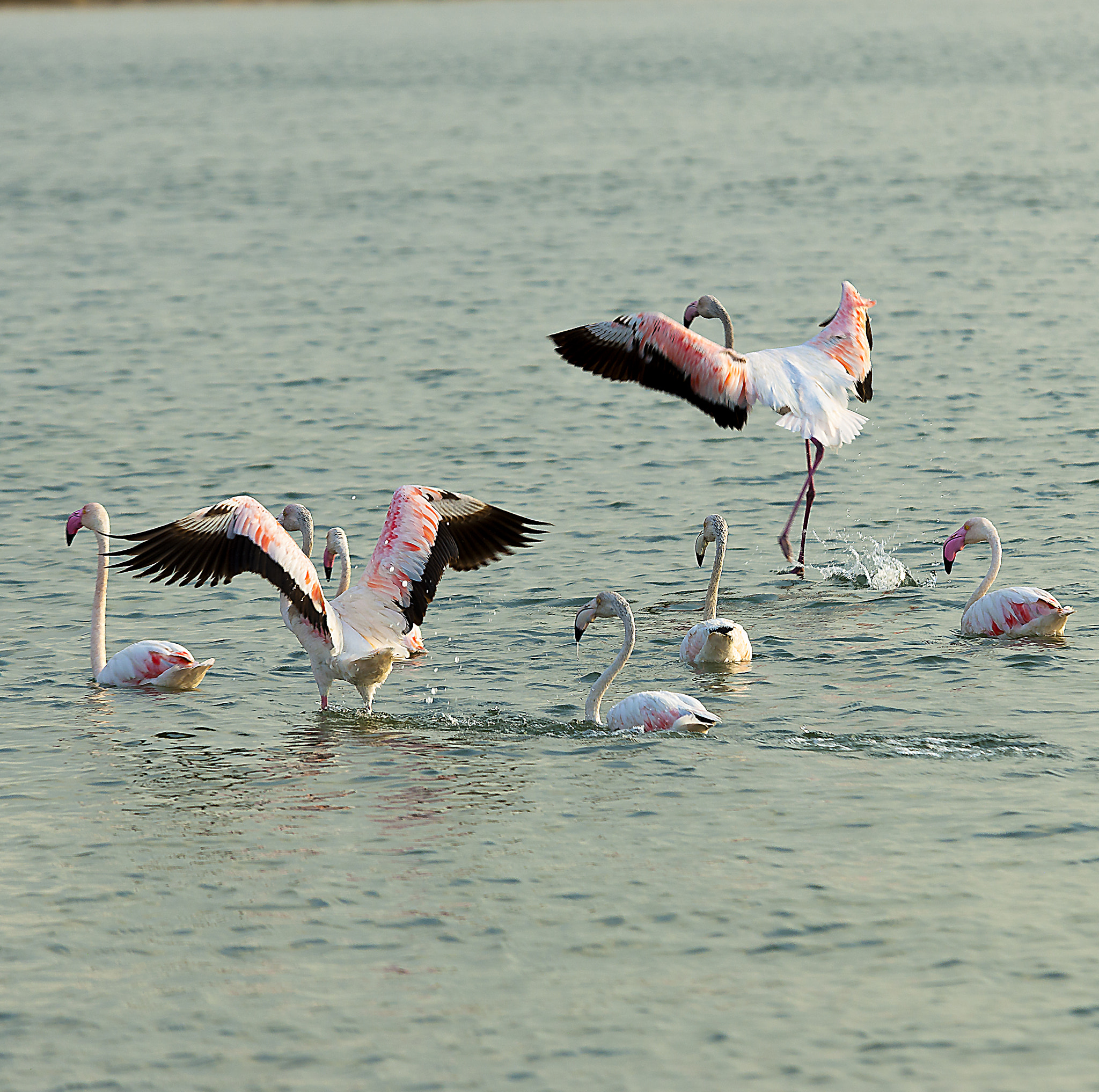 Nikon D3X sample photo. Bird photography