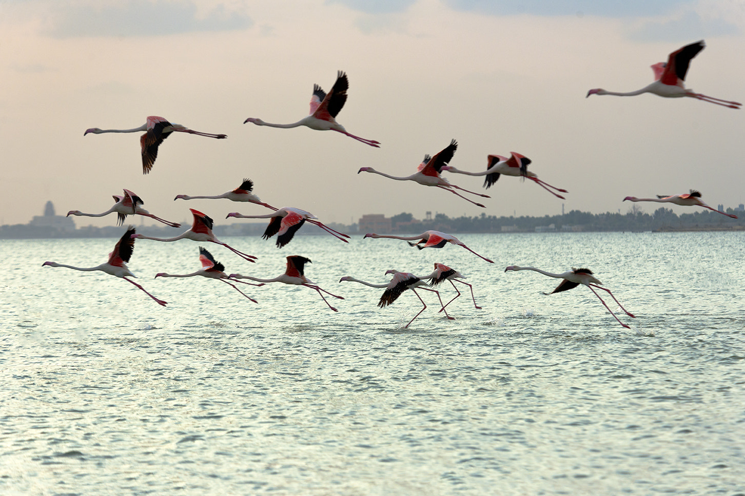 Nikon D3X sample photo. Bird photography