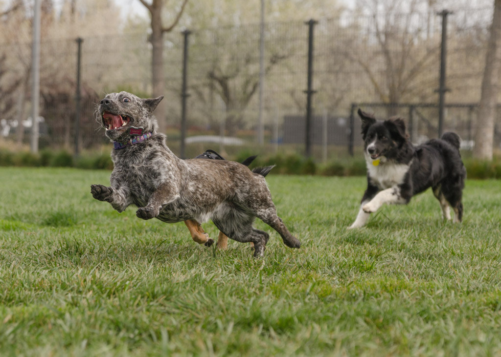 Sigma 17-70mm F2.8-4 DC Macro OS HSM | C sample photo. Juna being chased photography
