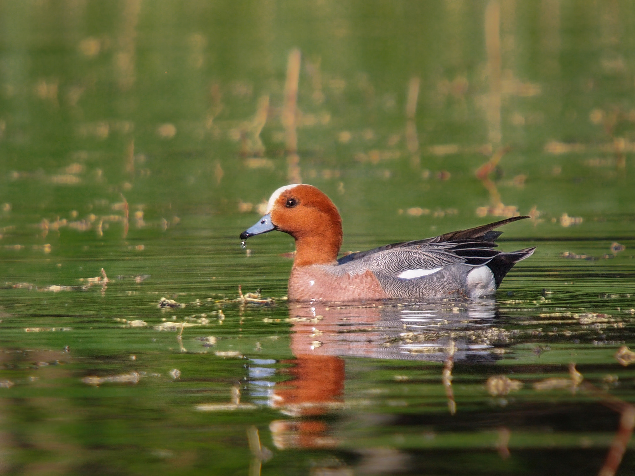 Olympus E-5 + SIGMA 50-500mm F4-6.3 DG HSM sample photo. Wigeon photography