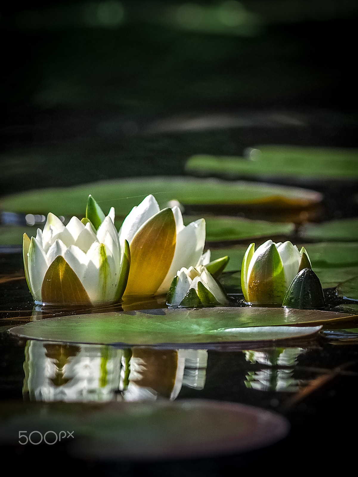 Olympus Zuiko Digital ED 35-100mm F2.0 sample photo. Waterlilies photography