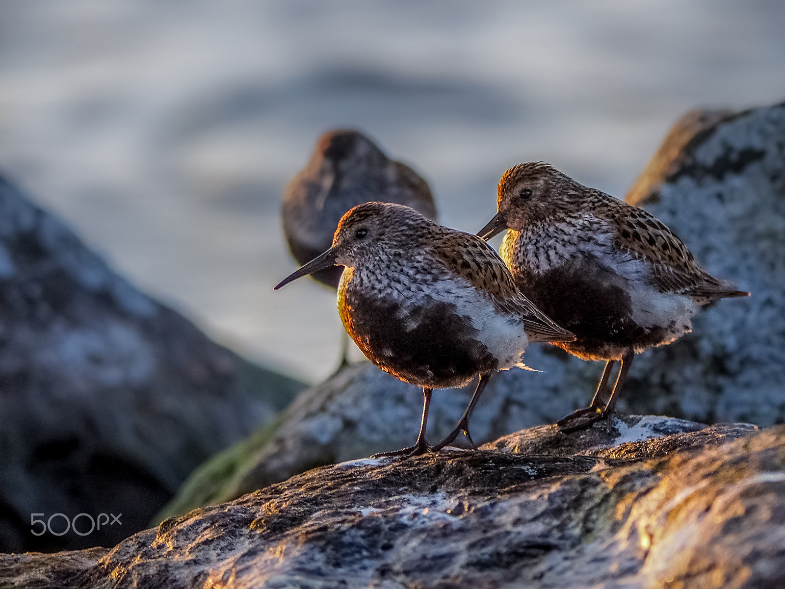 Olympus Zuiko Digital ED 150mm F2.0 sample photo. Dunlins photography