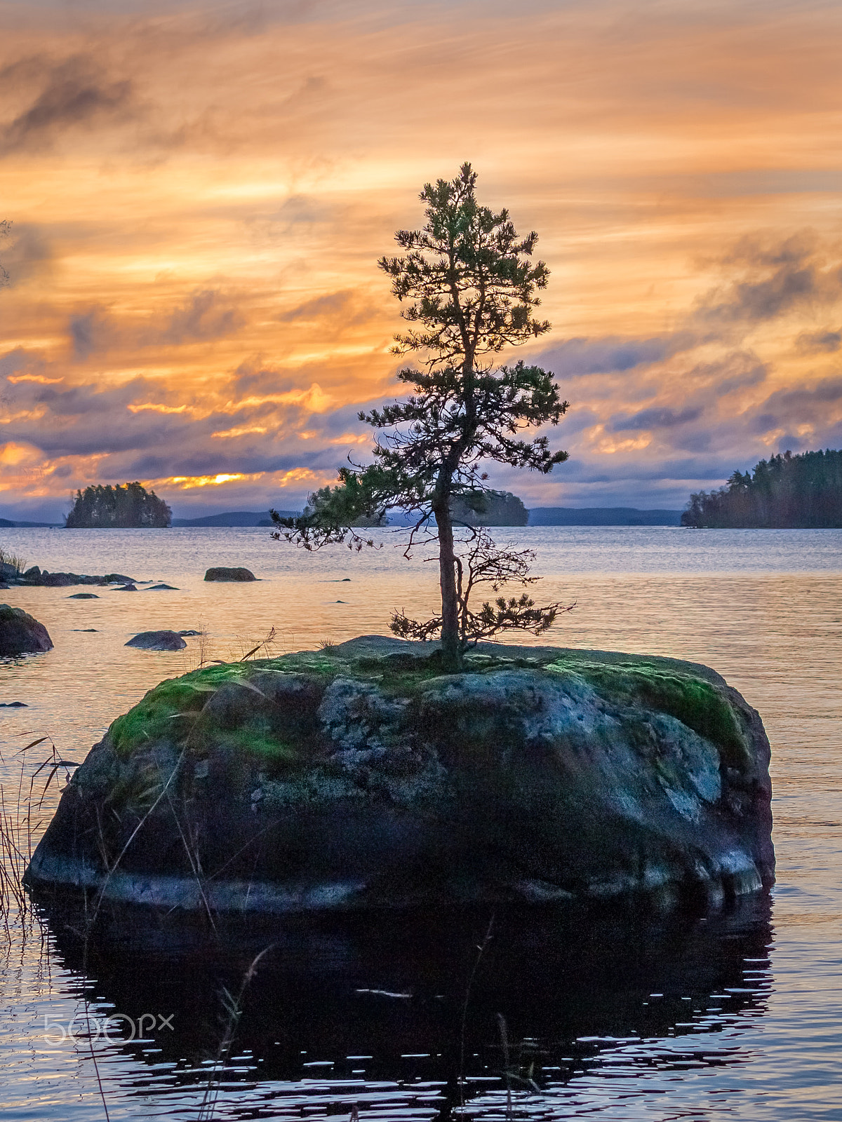 Olympus Zuiko Digital ED 35-100mm F2.0 sample photo. Pine on the rock photography