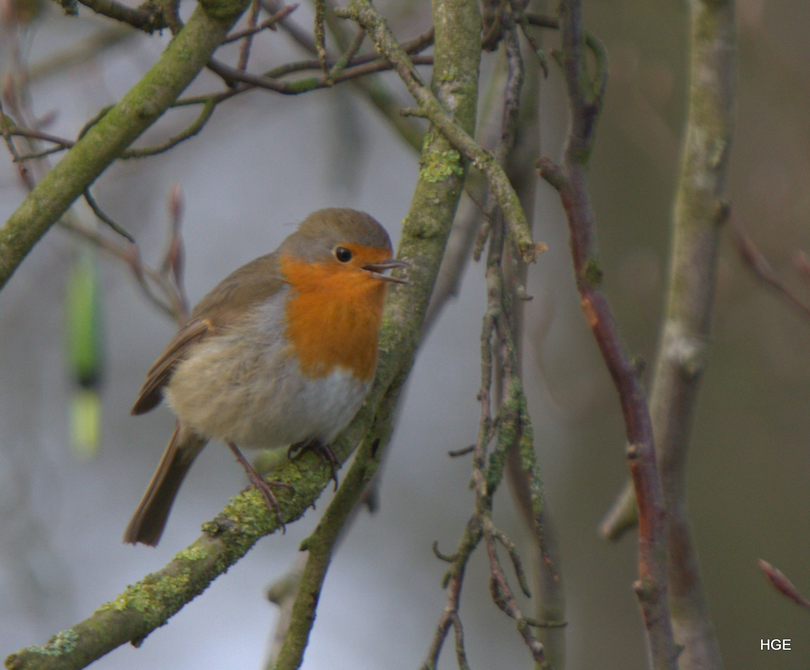 Canon EF 70-200mm F2.8L IS USM sample photo. Erithacus rubecula photography