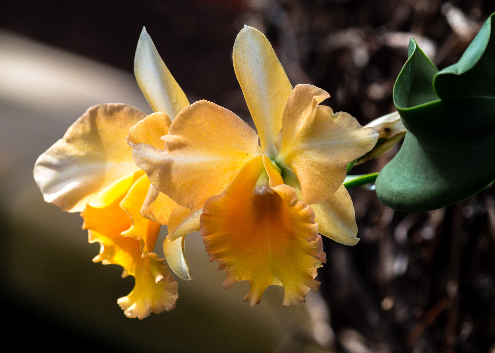 Olympus OM-D E-M5 sample photo. Botanical gardens photography
