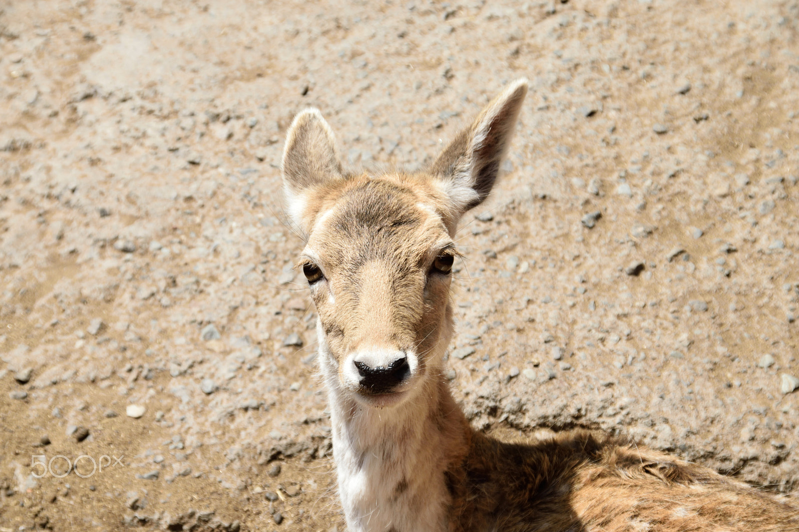 Sigma 18-200mm F3.5-6.3 DC OS HSM sample photo. Young deer photography
