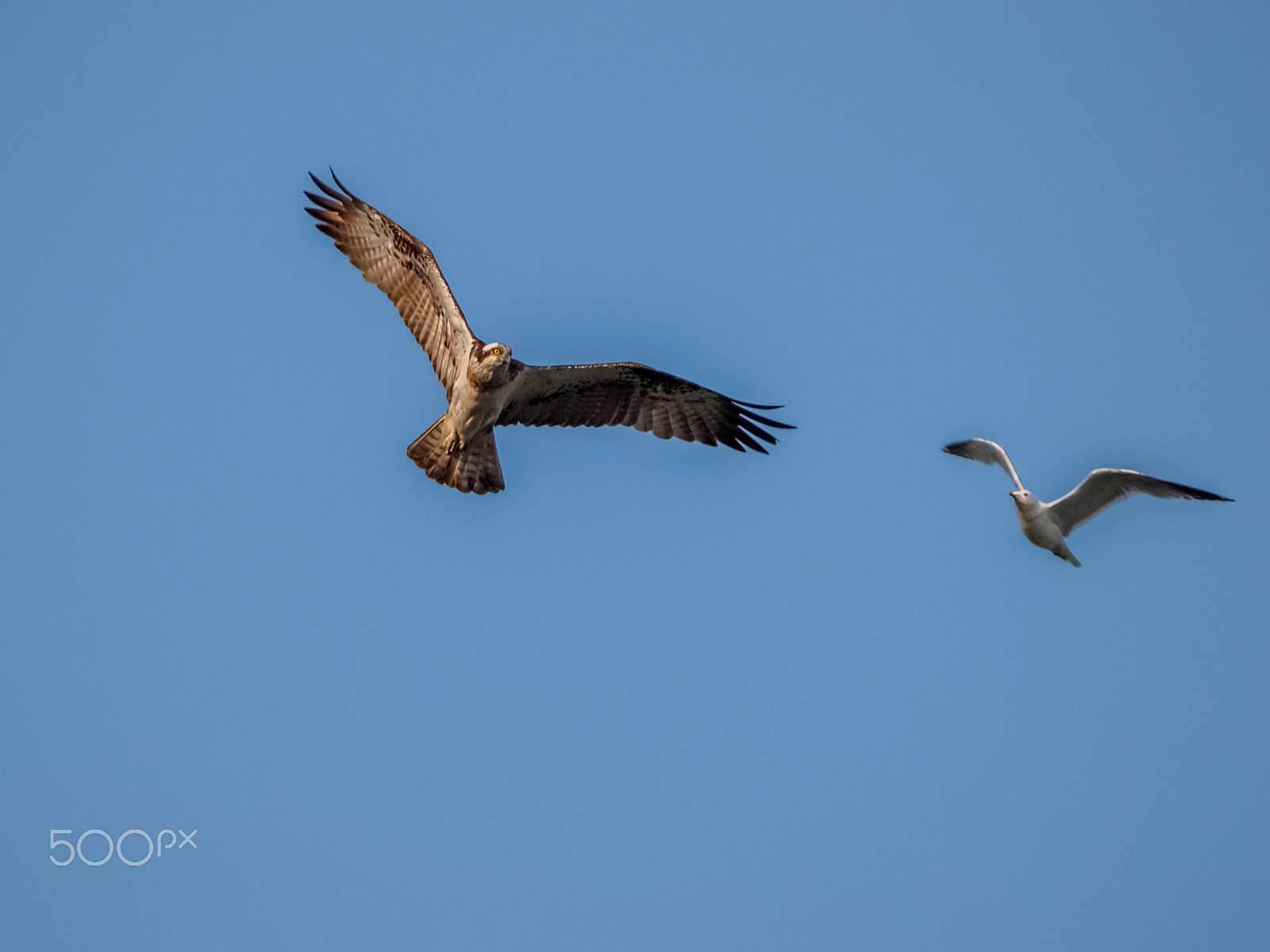 Olympus Zuiko Digital ED 150mm F2.0 sample photo. Osprey and gull. photography