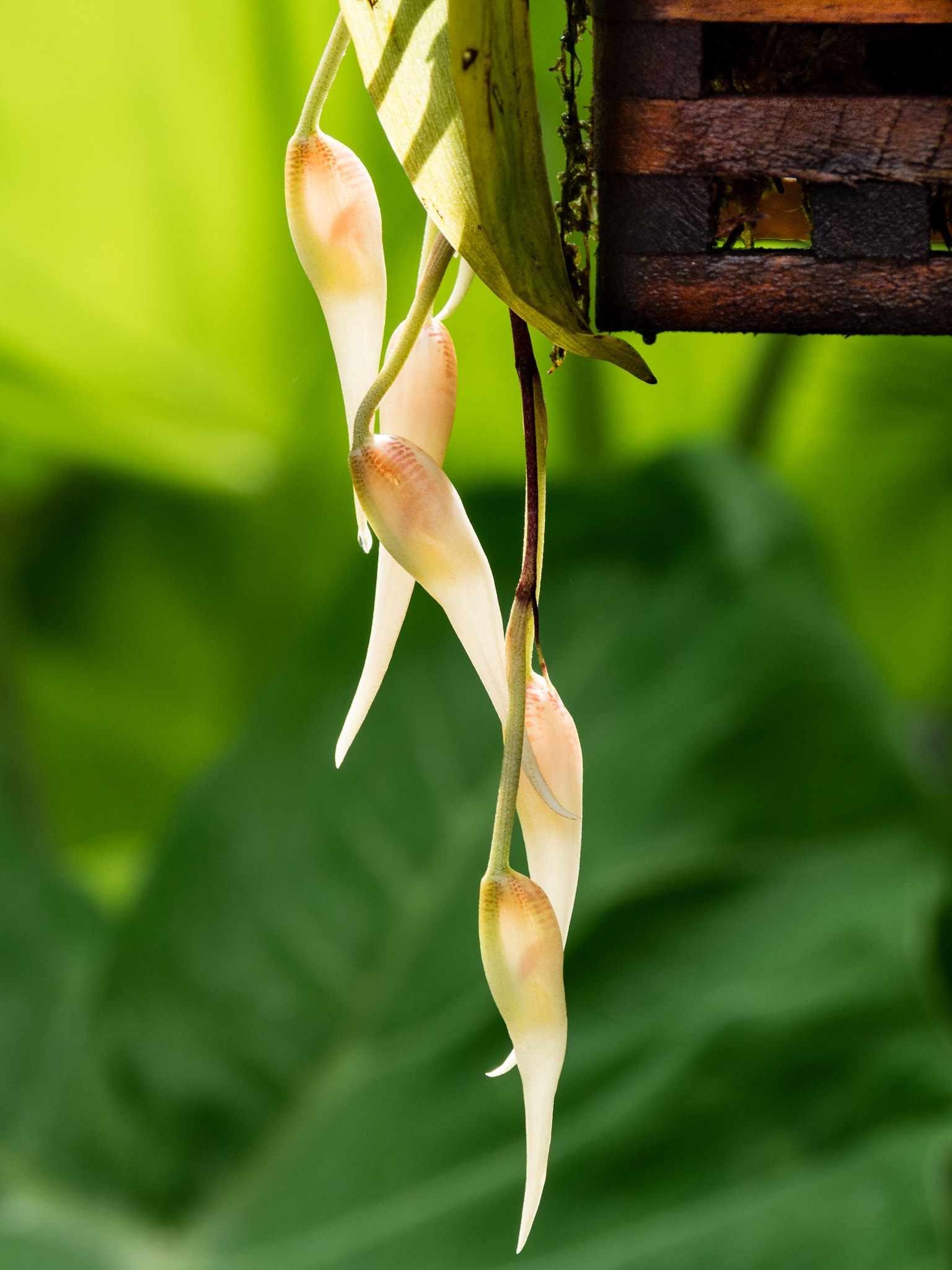 Olympus OM-D E-M5 sample photo. Orchids photography