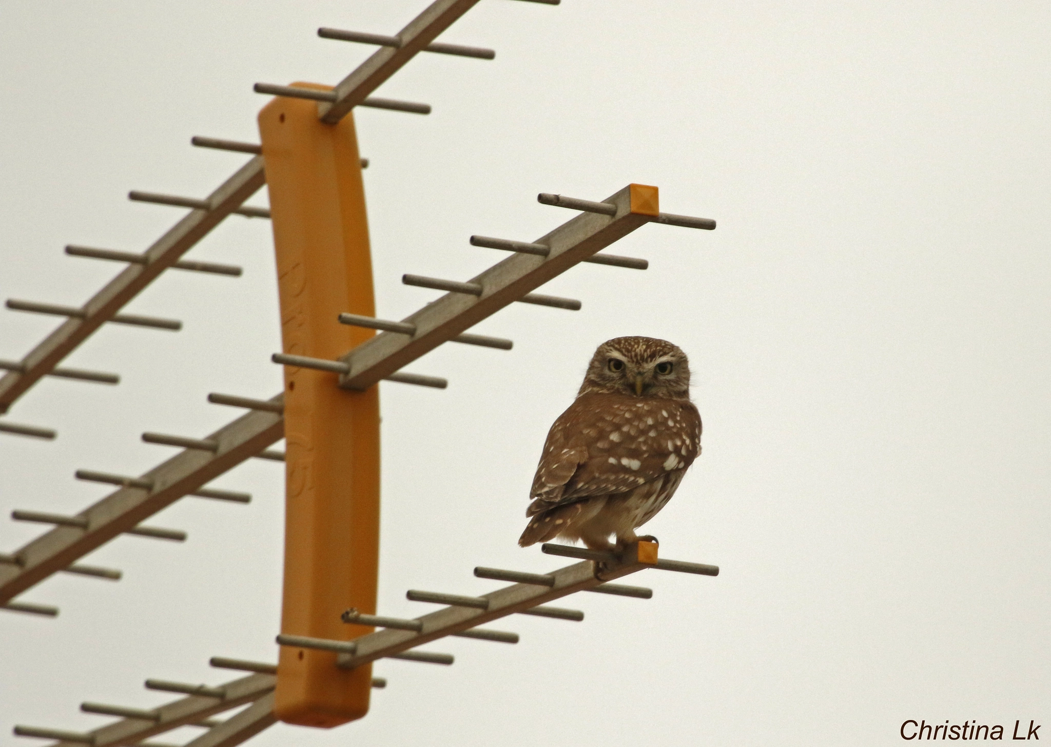 Canon EF 600mm F4L IS USM sample photo. Athene noctua photography