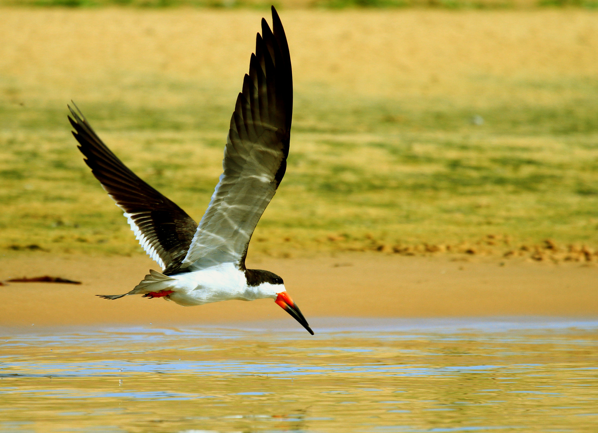 Canon EOS 7D + Canon EF 100-400mm F4.5-5.6L IS USM sample photo. Skimmer surveying photography