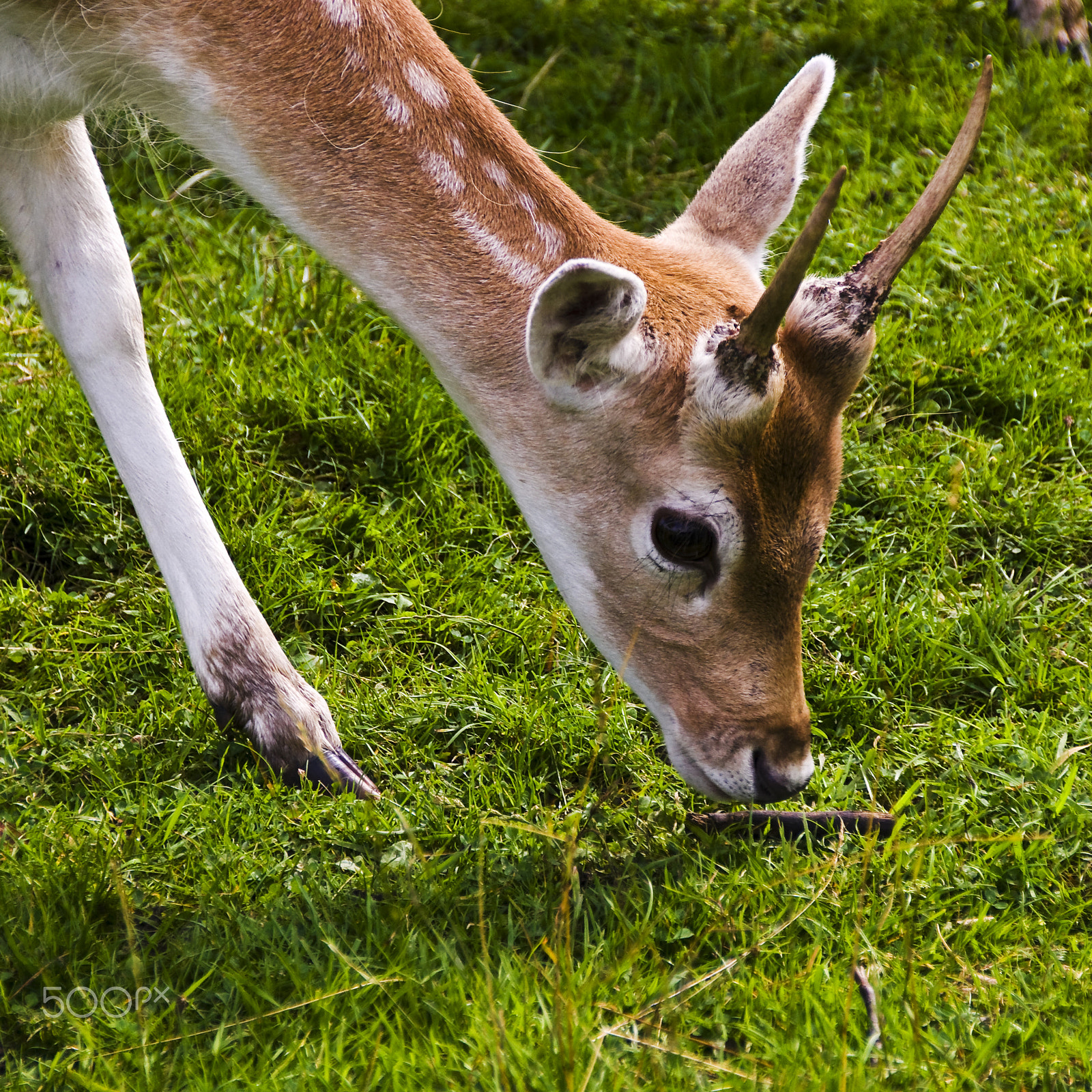 Sony SLT-A55 (SLT-A55V) sample photo. Immature deer photography