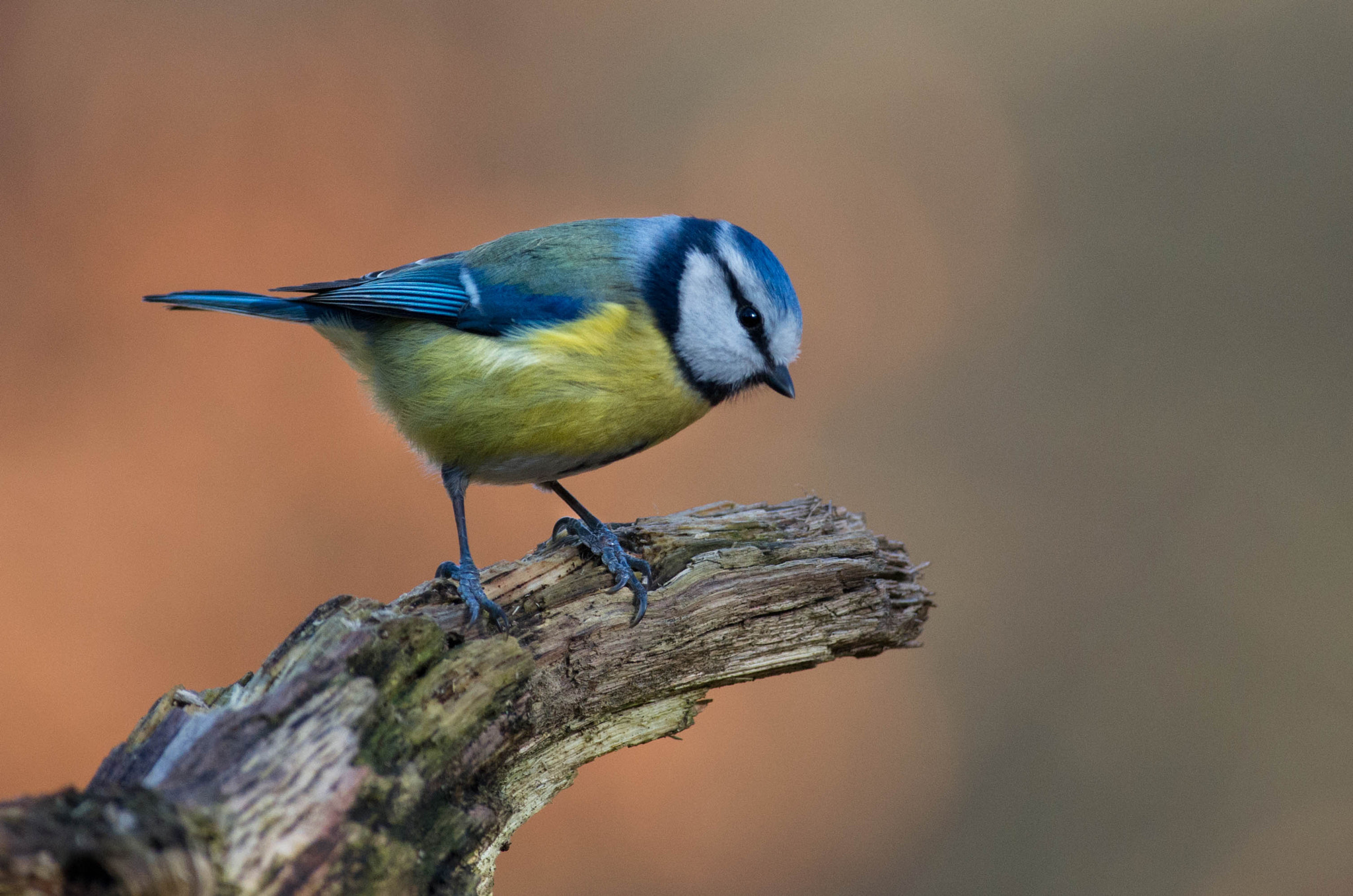 Pentax smc DA* 300mm F4.0 ED (IF) SDM sample photo. Blue tit photography