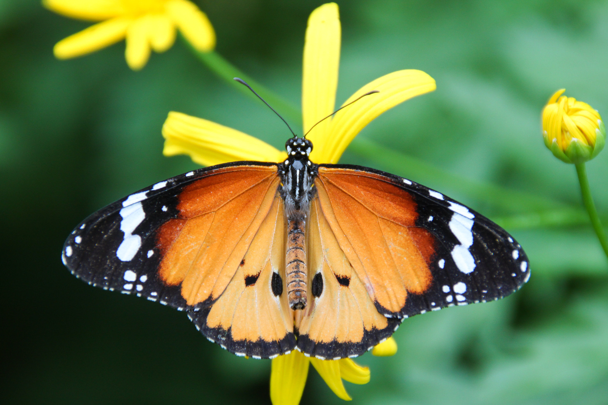 Canon EOS 500D (EOS Rebel T1i / EOS Kiss X3) sample photo. Danaus chrysippus butterfly. photography